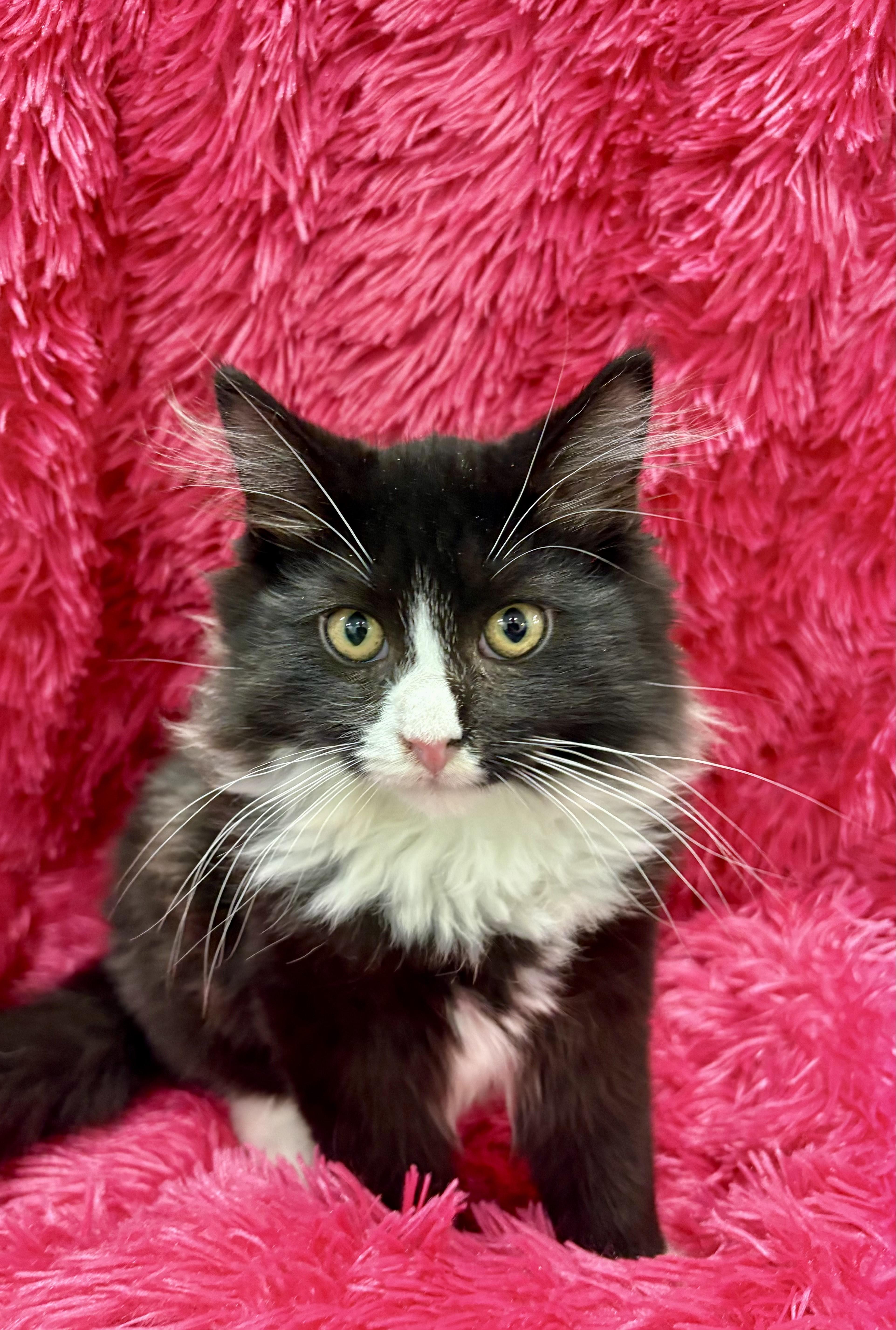 Nick Jonas, ADOPTABLE, Young Male Domestic Long Hair.