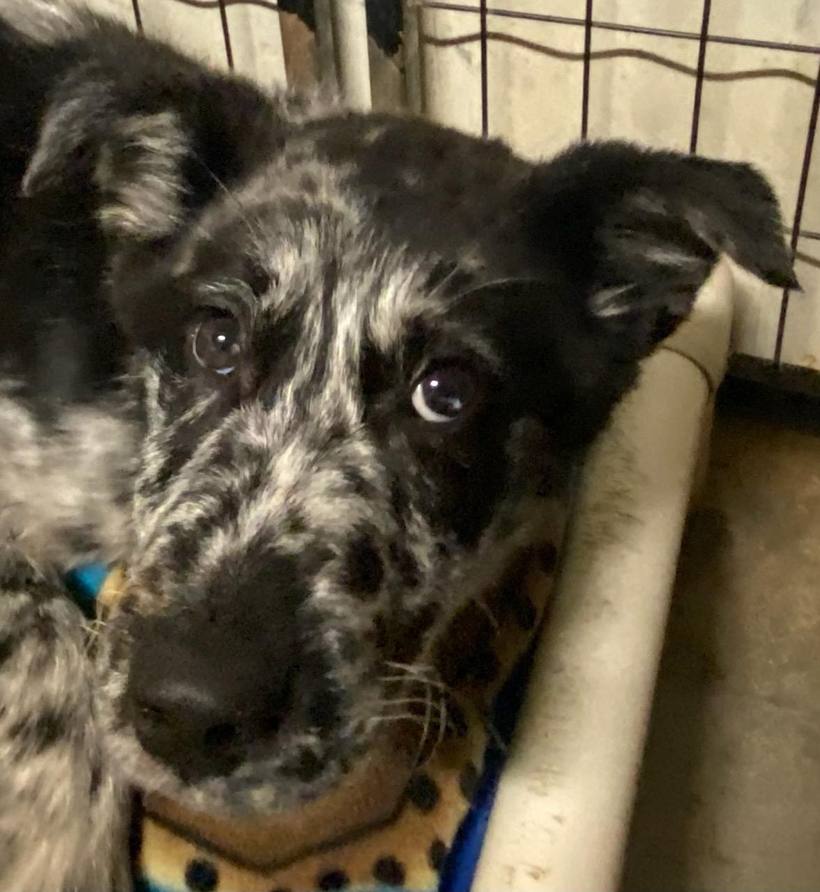 Enlarge Mosiac, an adopted mixed breed in Polson, MT image 2/4