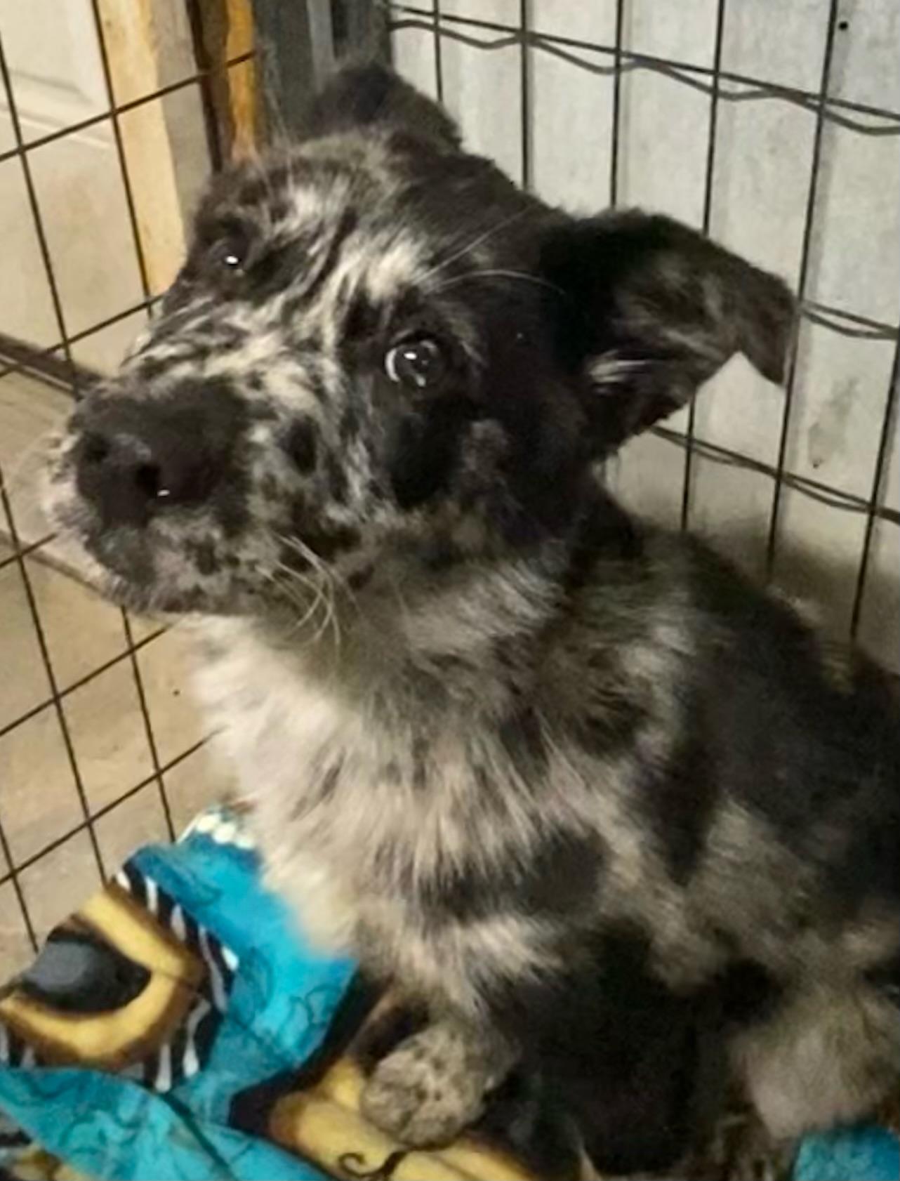 Enlarge Mosiac, an adopted mixed breed in Polson, MT image 4/4