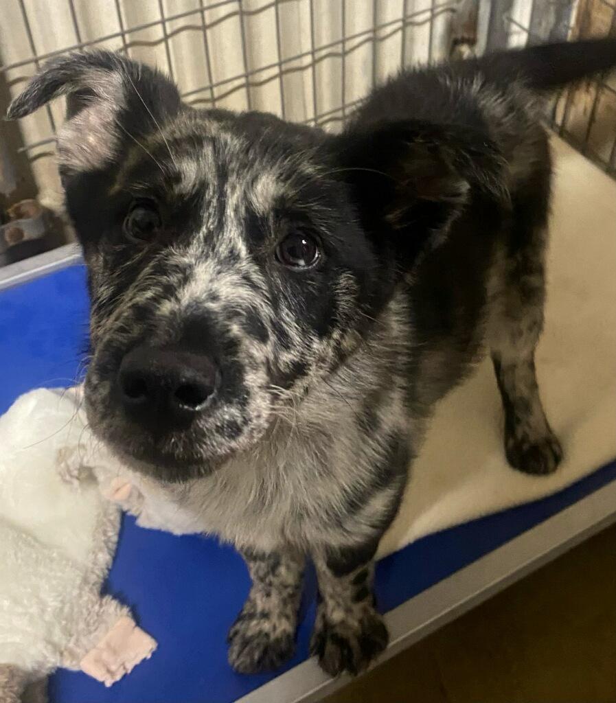 Enlarge Mosiac, an adopted mixed breed in Polson, MT image 3/4