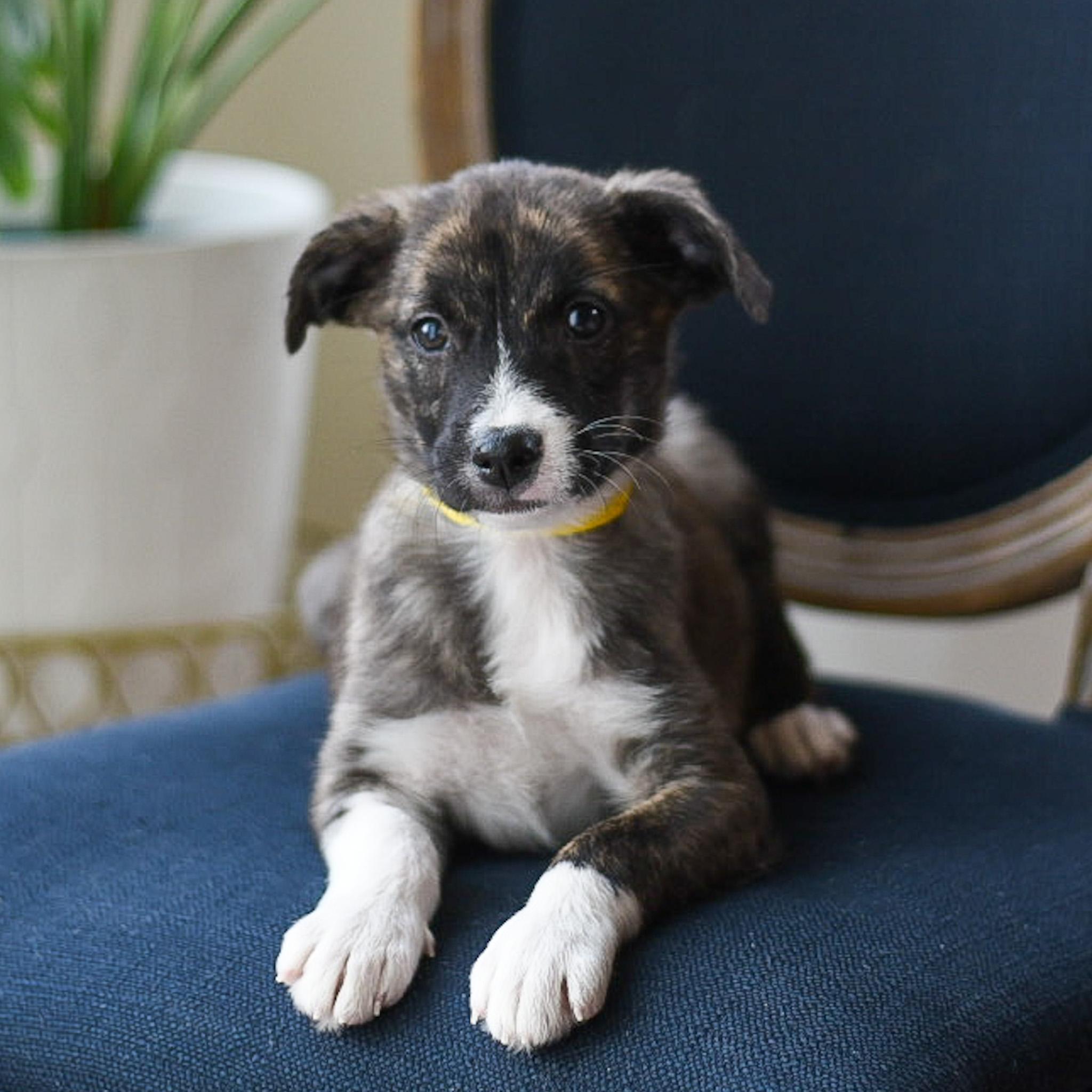 Destiny, an adoptable mixed breed in Fort Collins, CO image 2/3