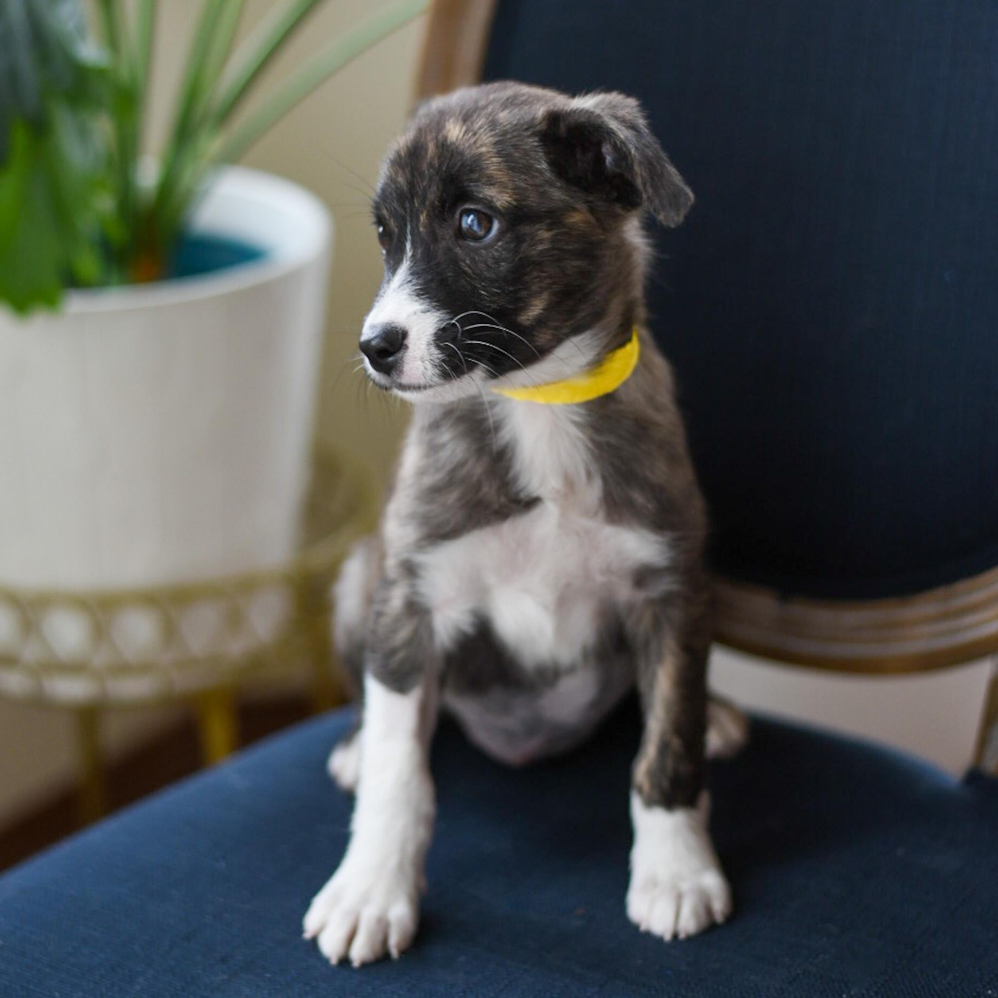 Destiny, an adoptable mixed breed in Fort Collins, CO image 3/3