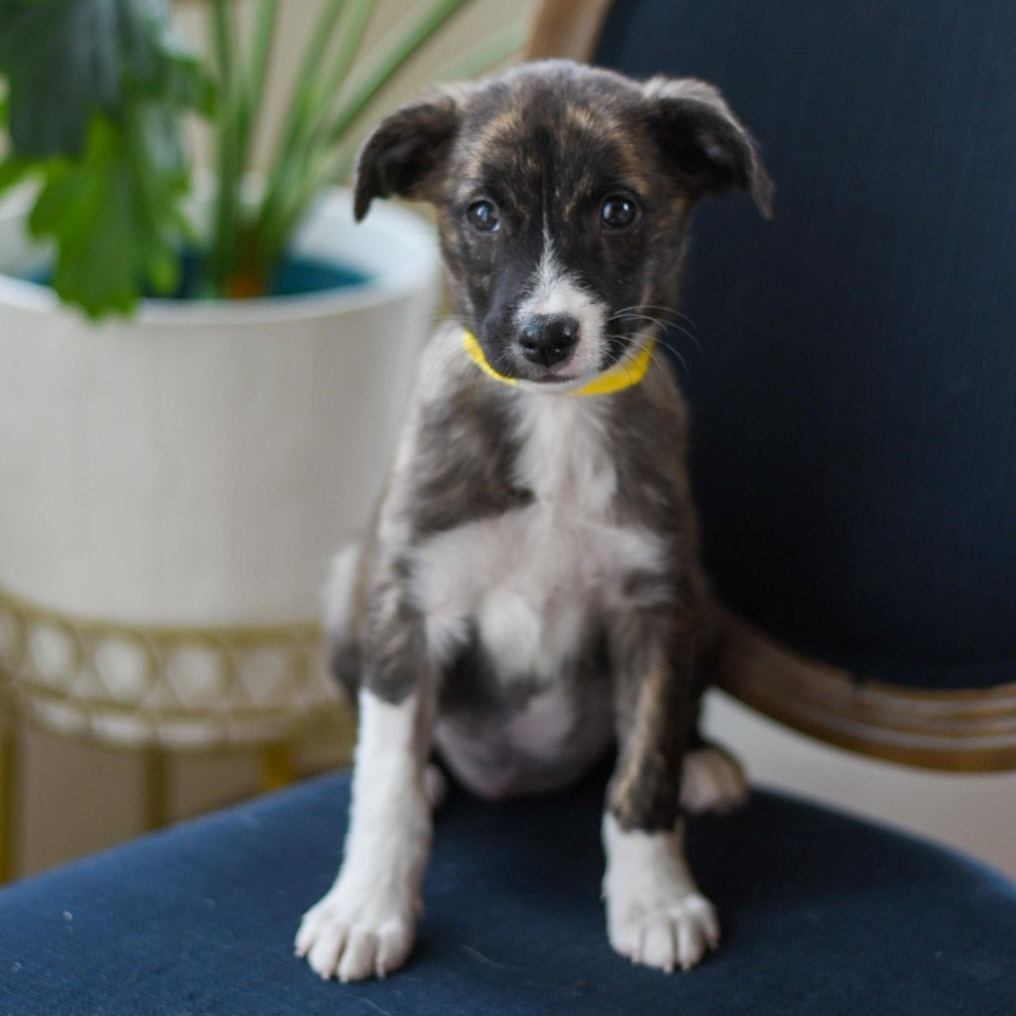 Destiny, adoptable, Puppy Female Shepherd.
