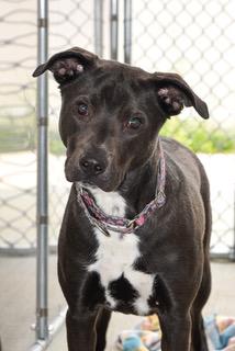 Zoey Bean, Young Female Labrador Retriever