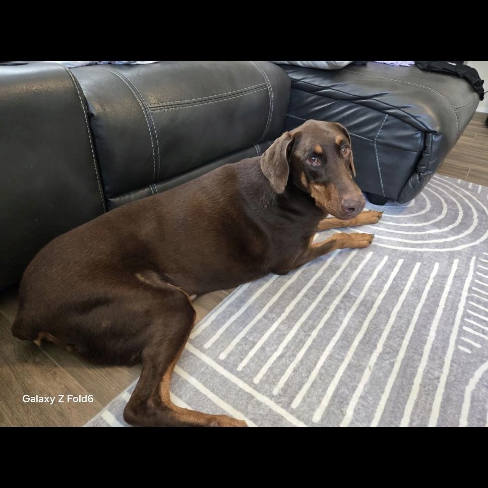 Enlarge Lucytoo, a ADOPTABLE Doberman Pinscher in Phoenix, AZ image 3/3