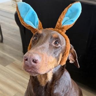 Enlarge Lucytoo, a ADOPTABLE Doberman Pinscher in Phoenix, AZ image 2/3