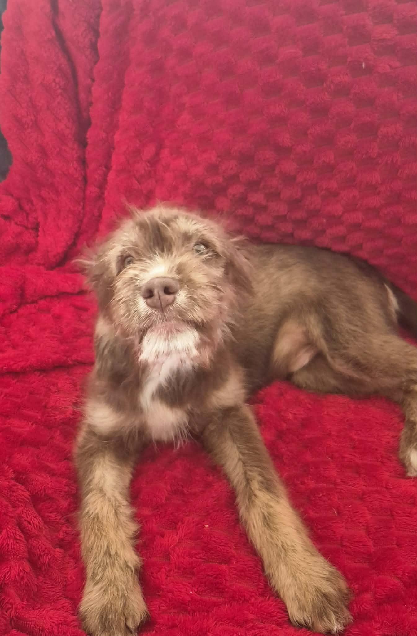 Enlarge Festus, a ADOPTABLE mixed breed in Brattleboro , VT image 1/6