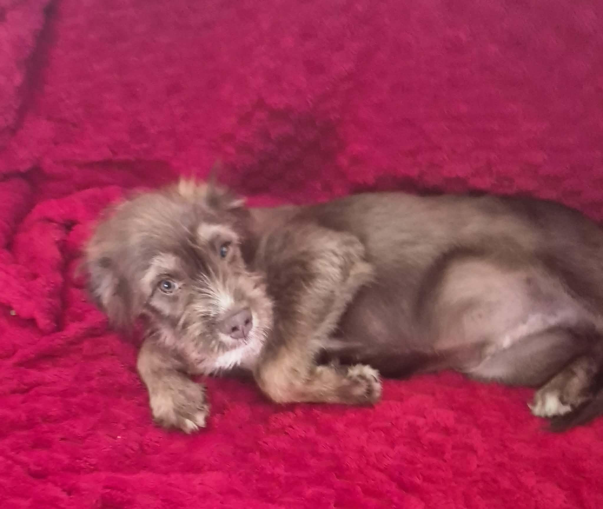 Enlarge Festus, a ADOPTABLE mixed breed in Brattleboro , VT image 4/6