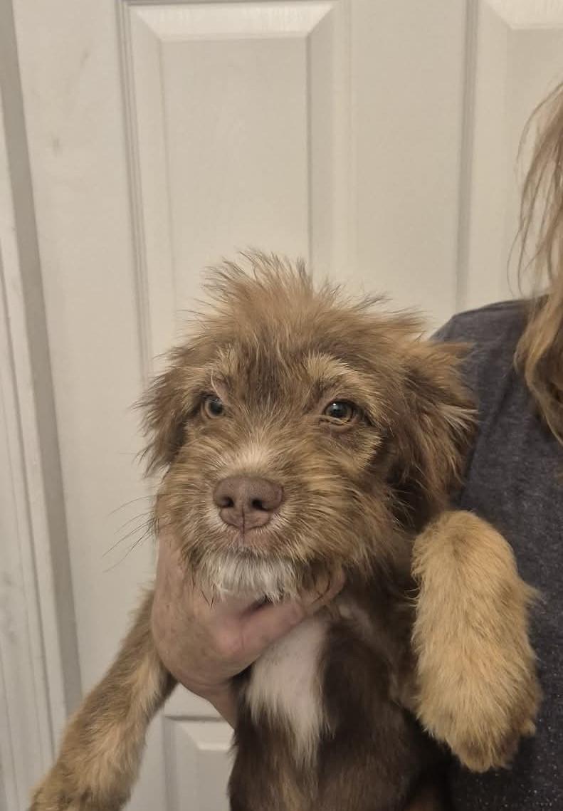 Enlarge Festus, a ADOPTABLE mixed breed in Brattleboro , VT image 3/6