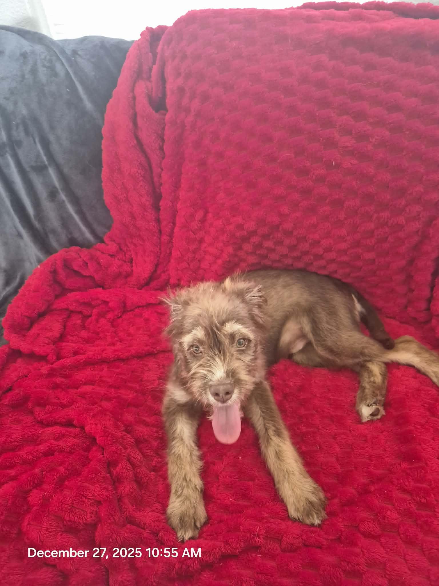 Enlarge Festus, a ADOPTABLE mixed breed in Brattleboro , VT image 5/6