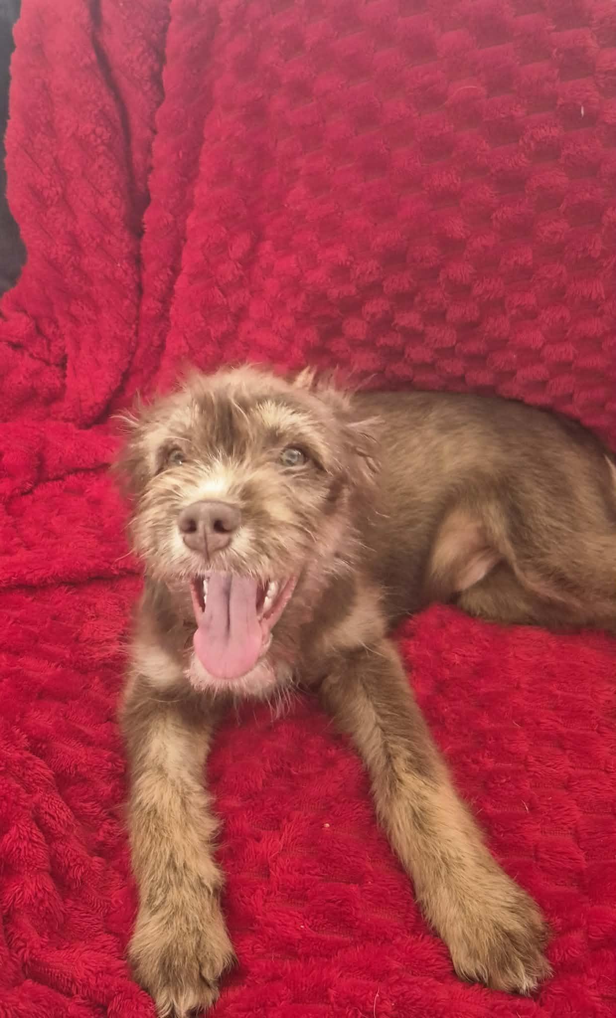 Enlarge Festus, a ADOPTABLE mixed breed in Brattleboro , VT image 2/6