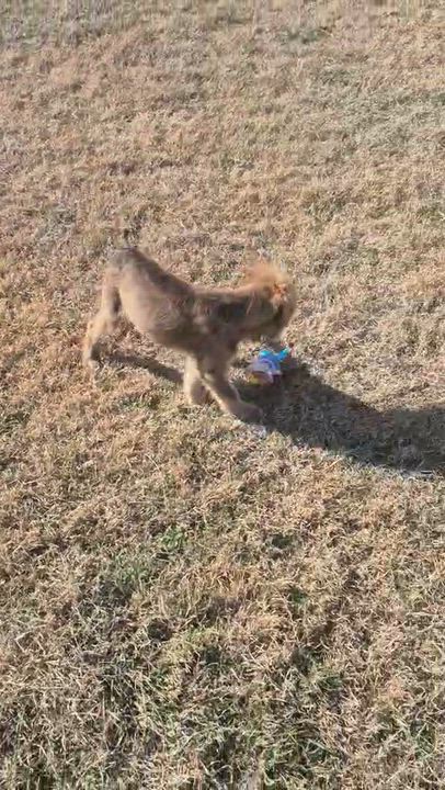Enlarge Festus, a ADOPTABLE mixed breed in Brattleboro , VT video 6/6