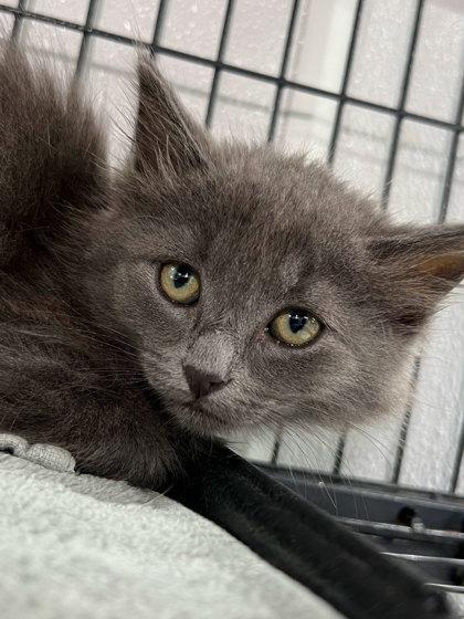 Nelly, Adoptable, Kitten Female Domestic Long Hair & Domestic Short Hair.