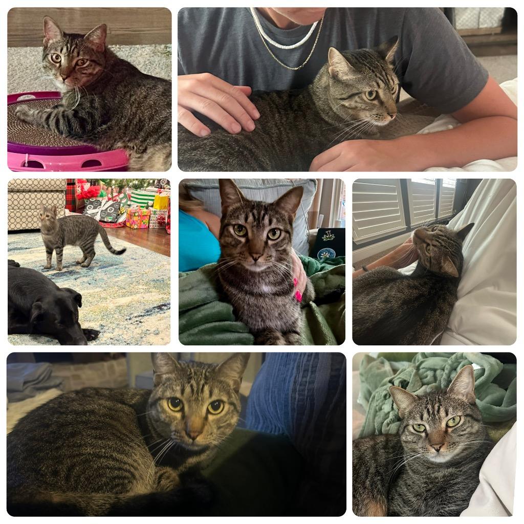 Todd/Ash, Adoptable, Adult Male Domestic Short Hair.