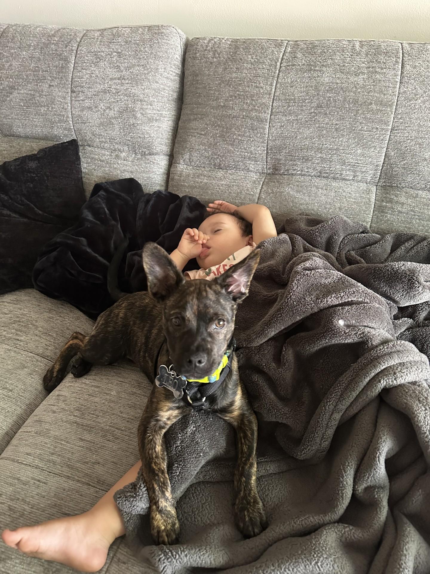 Enlarge Leo, a ADOPTABLE Terrier in Plantation, FL image 6/6