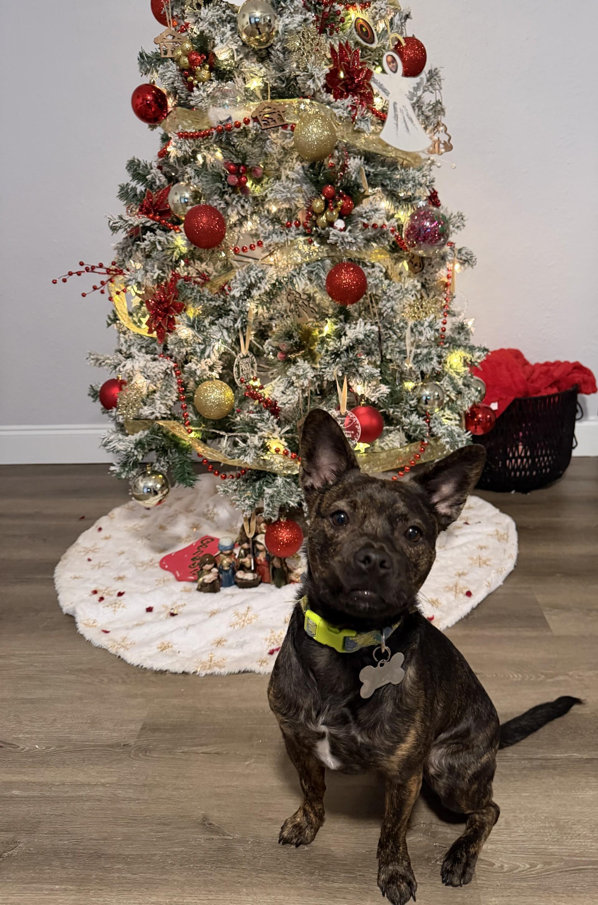 Leo, ADOPTABLE, Young Male Terrier.