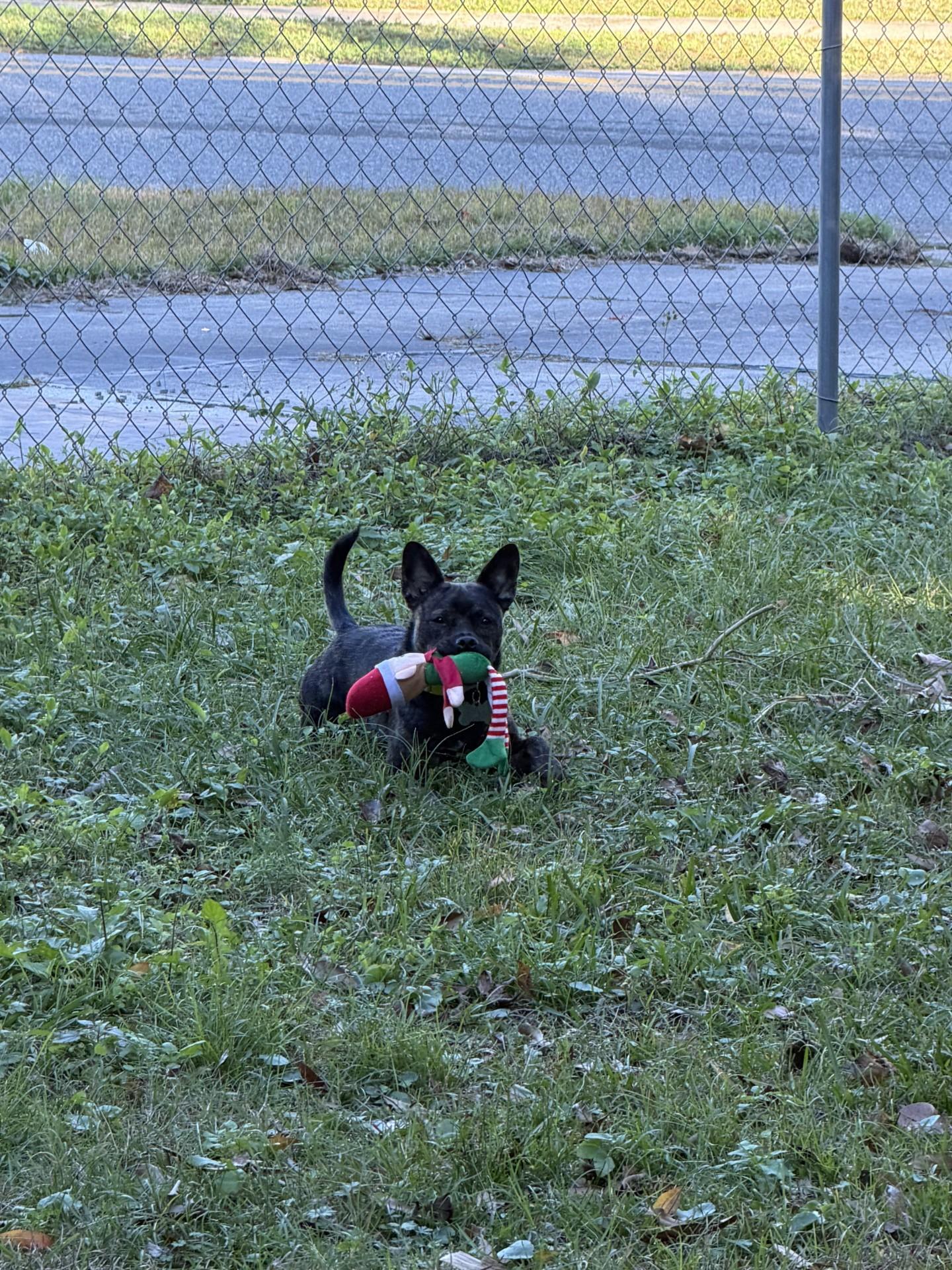 Enlarge Leo, a ADOPTABLE Terrier in Plantation, FL image 5/6