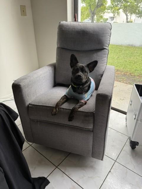 Enlarge Leo, a ADOPTABLE Terrier in Plantation, FL image 3/6