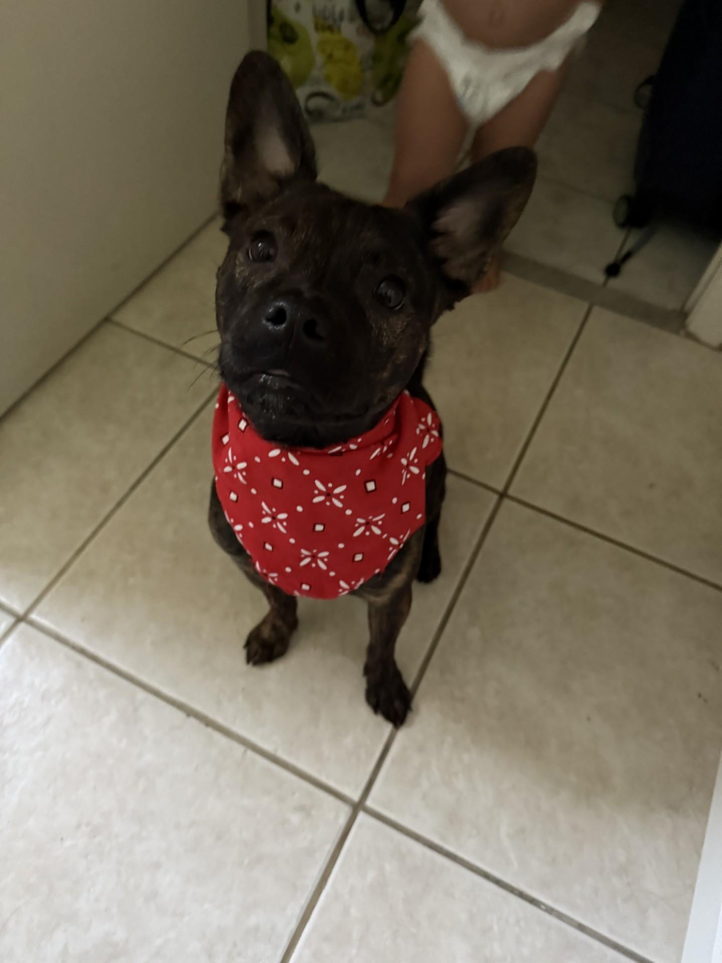 Enlarge Leo, a ADOPTABLE Terrier in Plantation, FL image 4/6