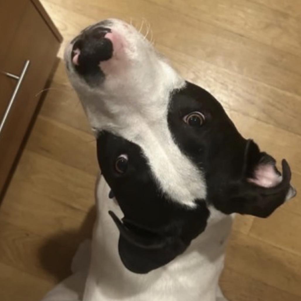 FLEETWOOD, Adoptable, Young Male Mixed Breed & Mixed Breed.