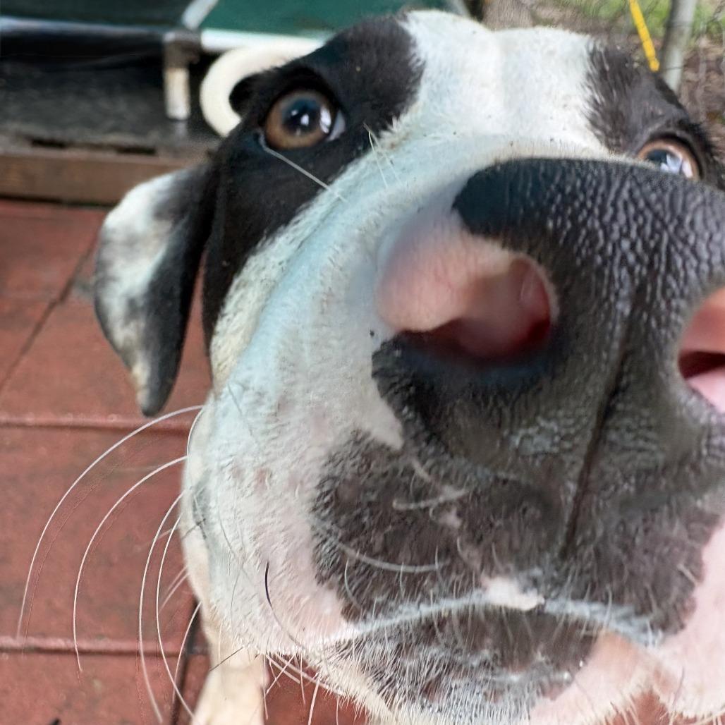 FLEETWOOD, a Adoptable mixed breed in QUINCY, FL image 2/2