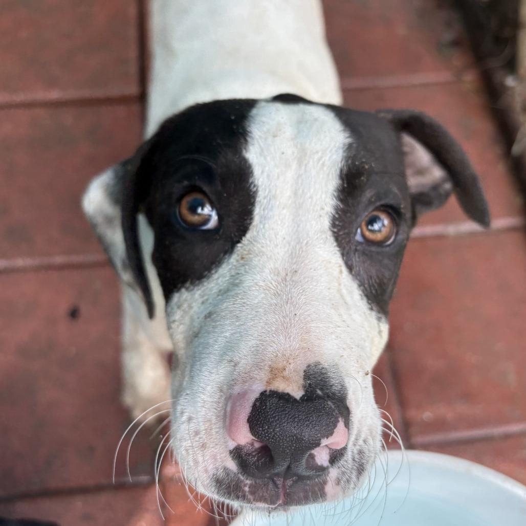 Enlarge FLEETWOOD, a Adoptable mixed breed in QUINCY, FL image 3/6