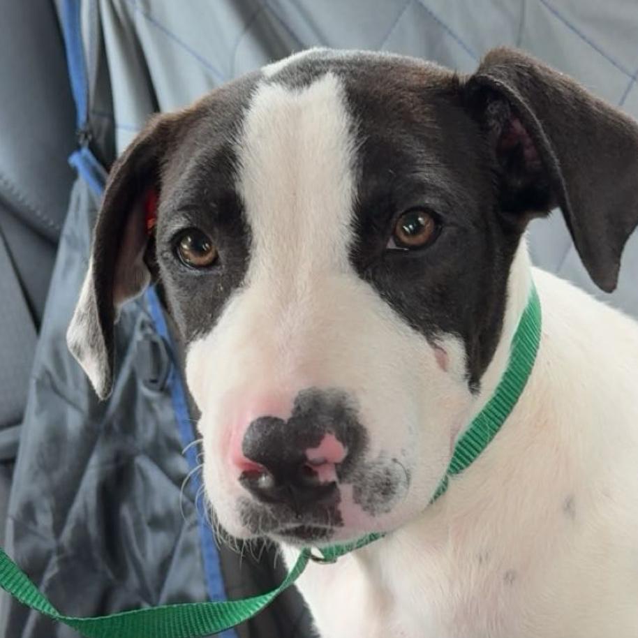 Enlarge FLEETWOOD, a Adoptable mixed breed in QUINCY, FL image 4/6