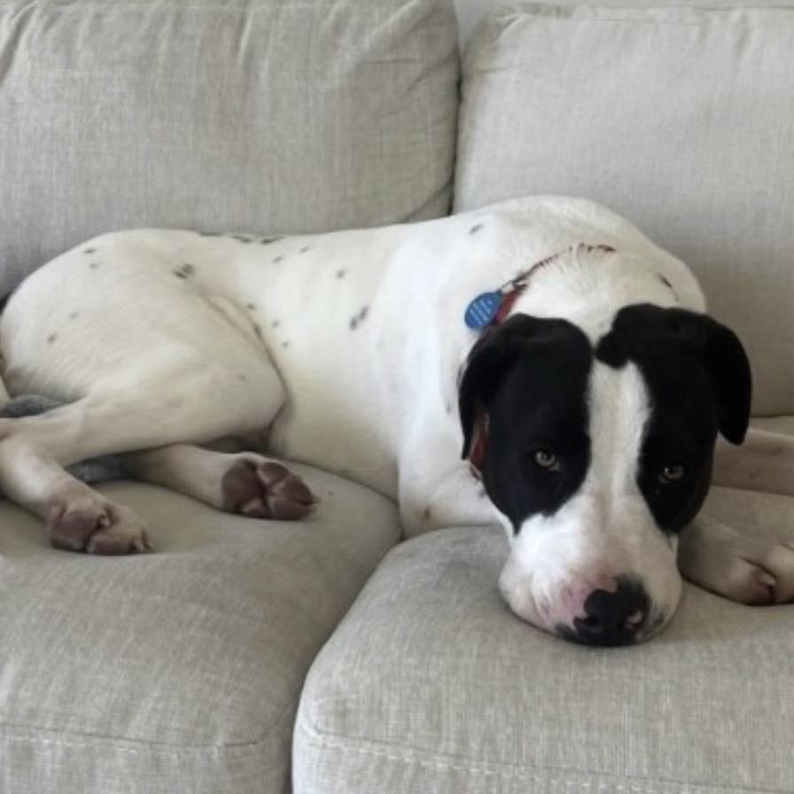 Enlarge FLEETWOOD, a Adoptable mixed breed in QUINCY, FL image 3/4