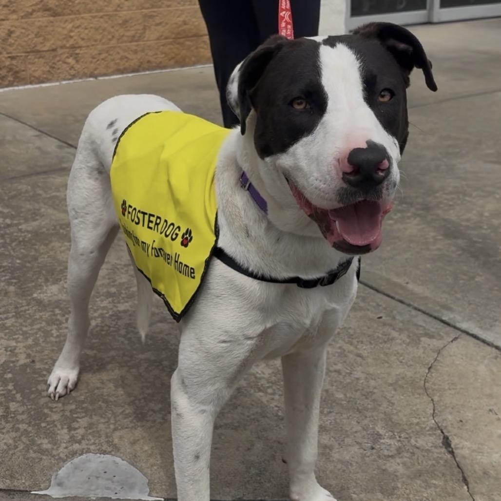 Enlarge FLEETWOOD, a Adoptable mixed breed in QUINCY, FL image 4/4