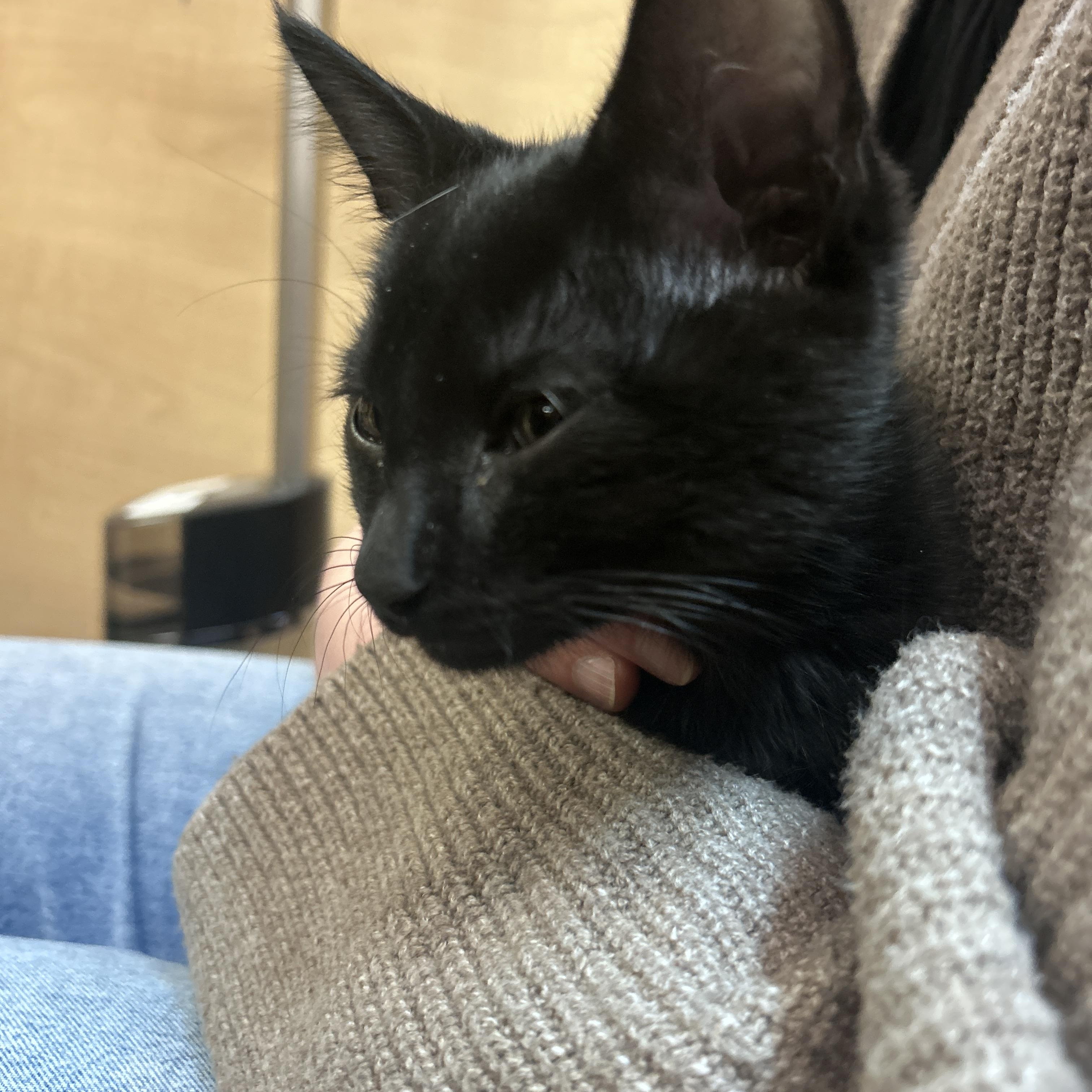 Remy & Wren, adopted, Kitten Male Domestic Short Hair.