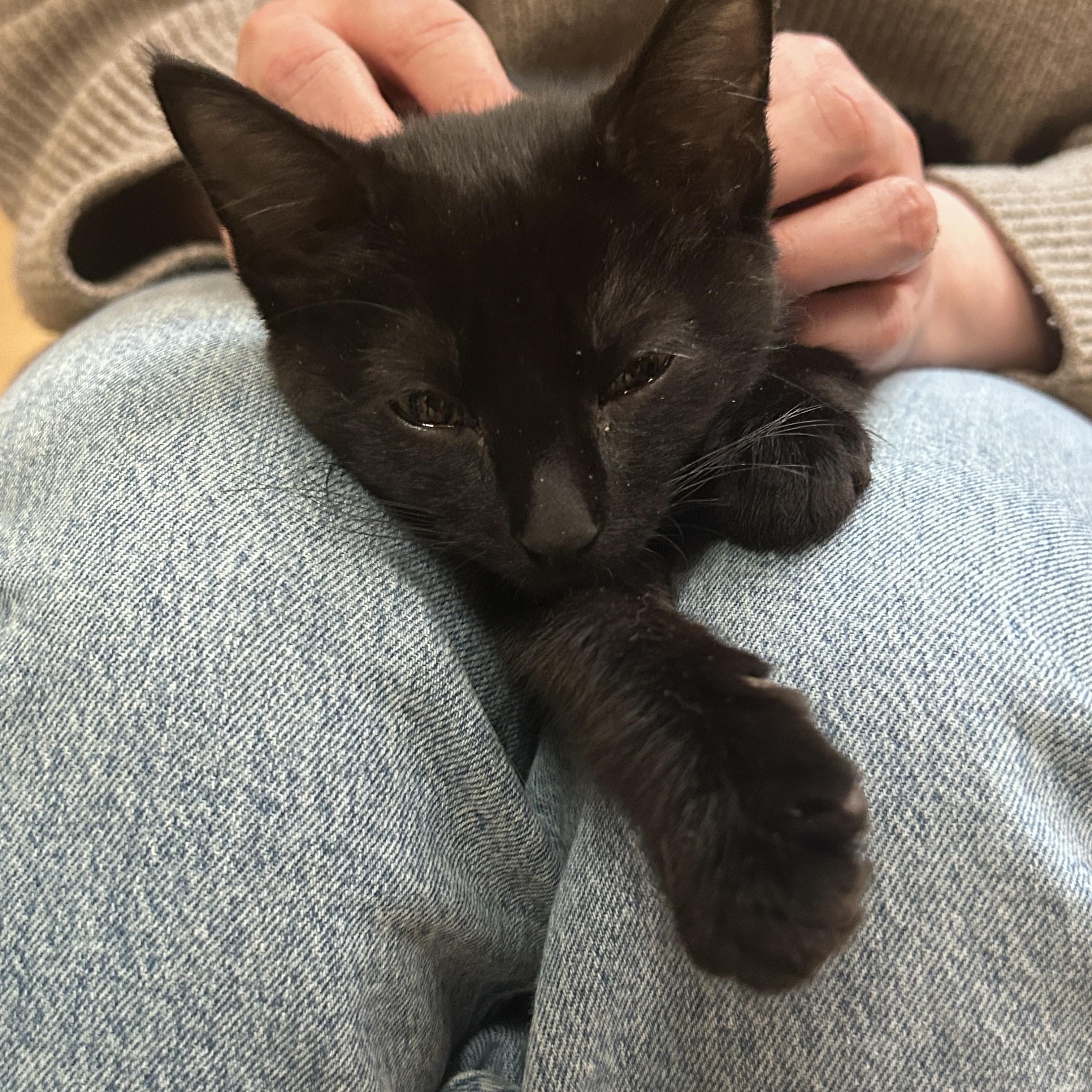 Enlarge Remy & Wren, an adopted Domestic Short Hair in Cambridge, MA image 2/3