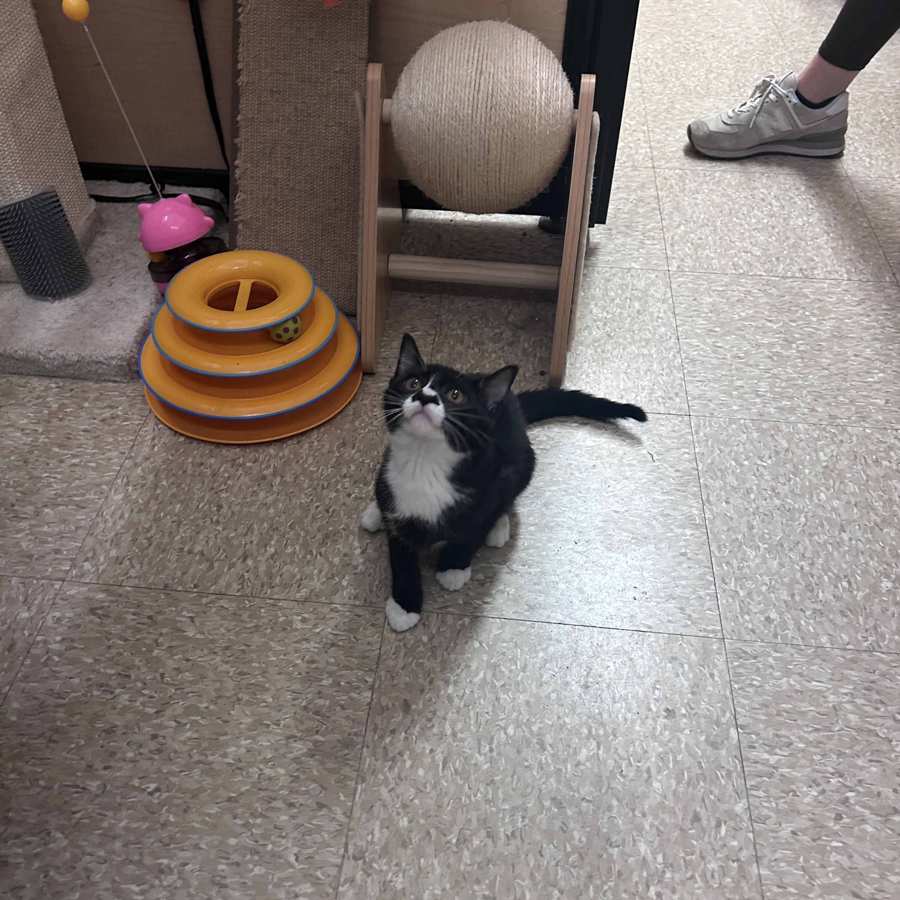 Enlarge Remy & Wren, an adopted Domestic Short Hair in Cambridge, MA image 3/3