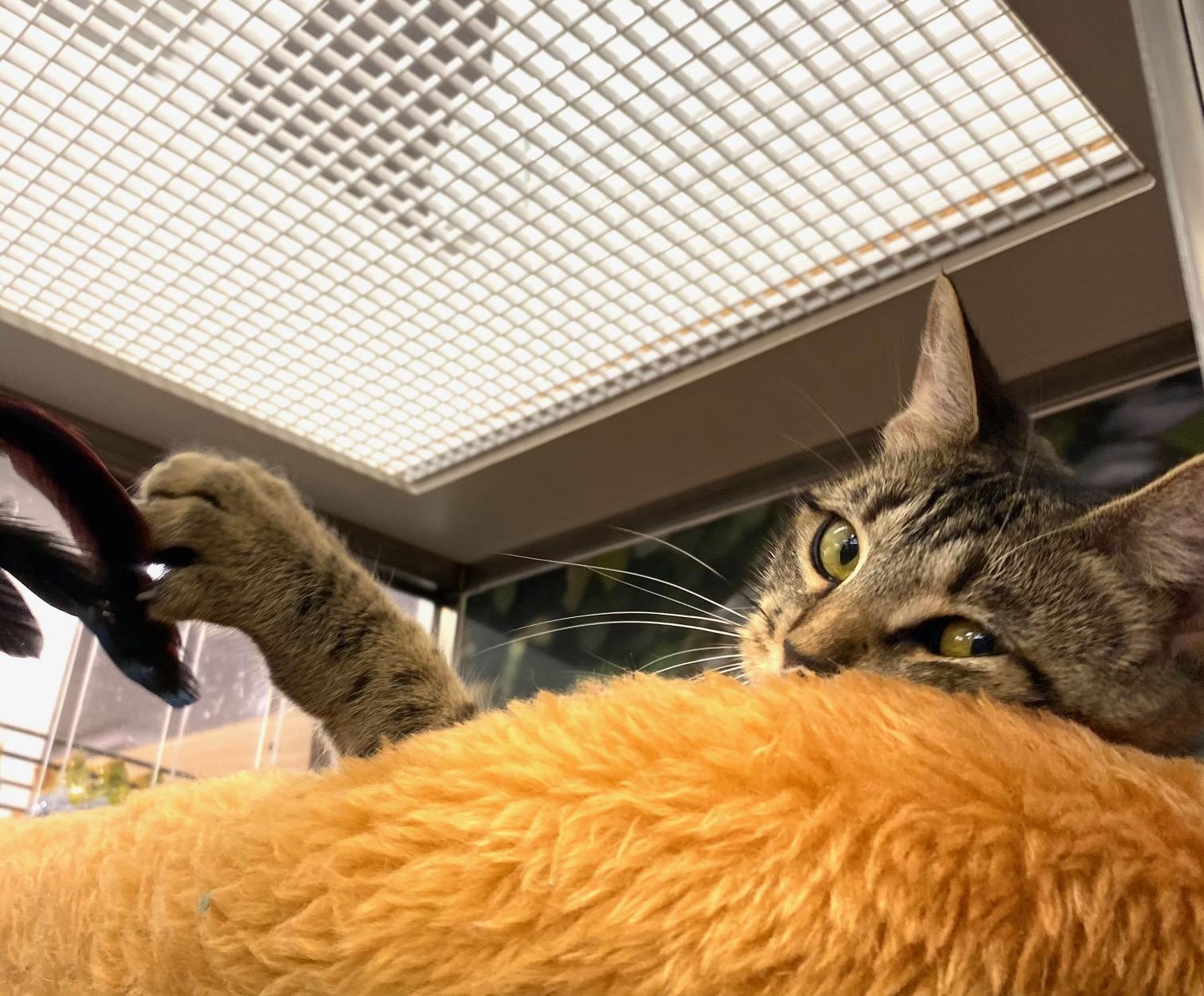 Poppy, Adoptable, Young Female Domestic Short Hair.