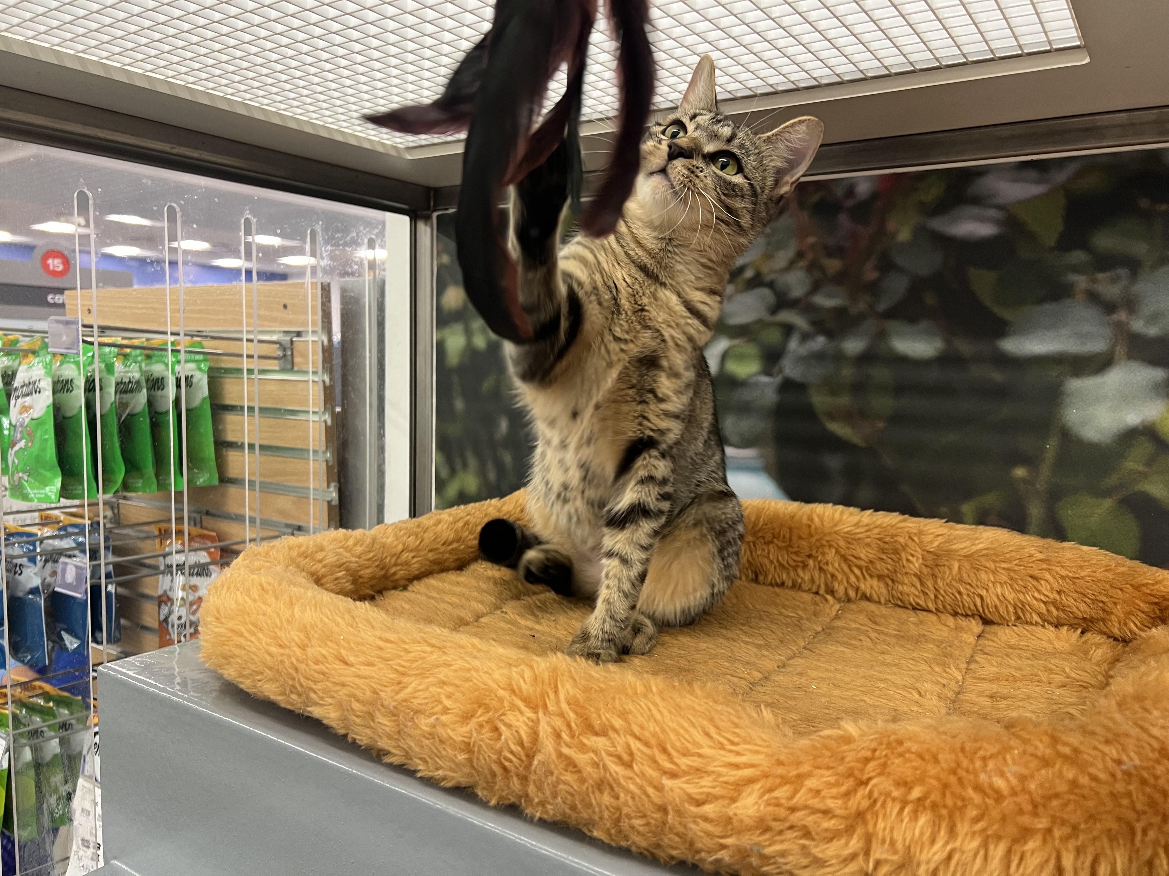 Poppy, a Adoptable Domestic Short Hair in New York, NY image 2/6