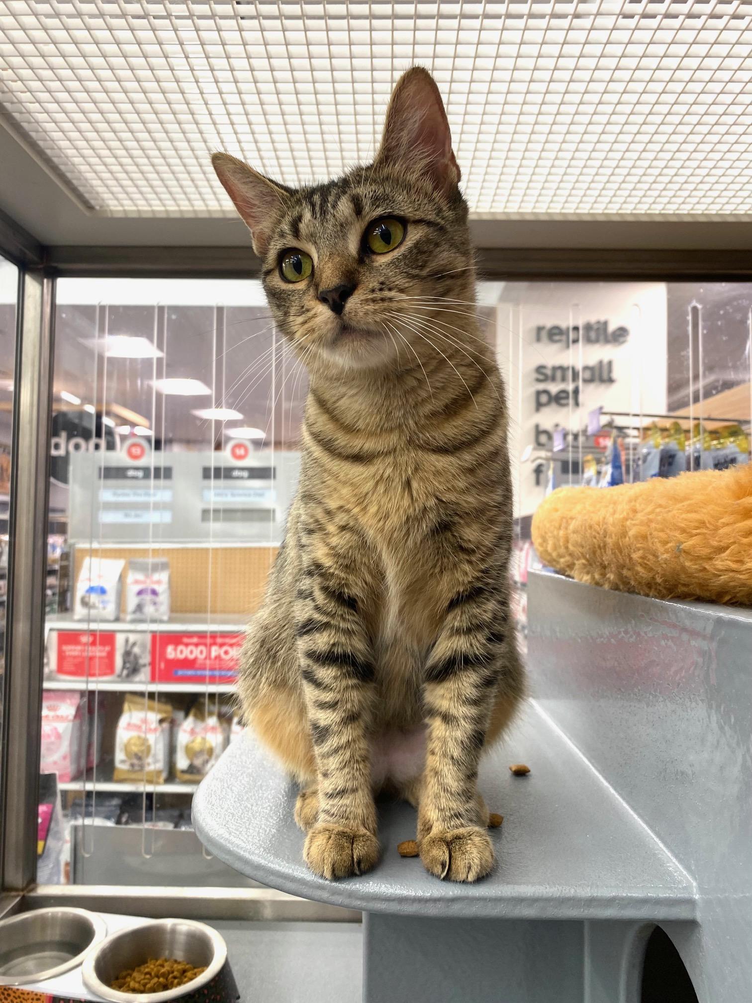 Poppy, a Adoptable Domestic Short Hair in New York, NY image 3/6