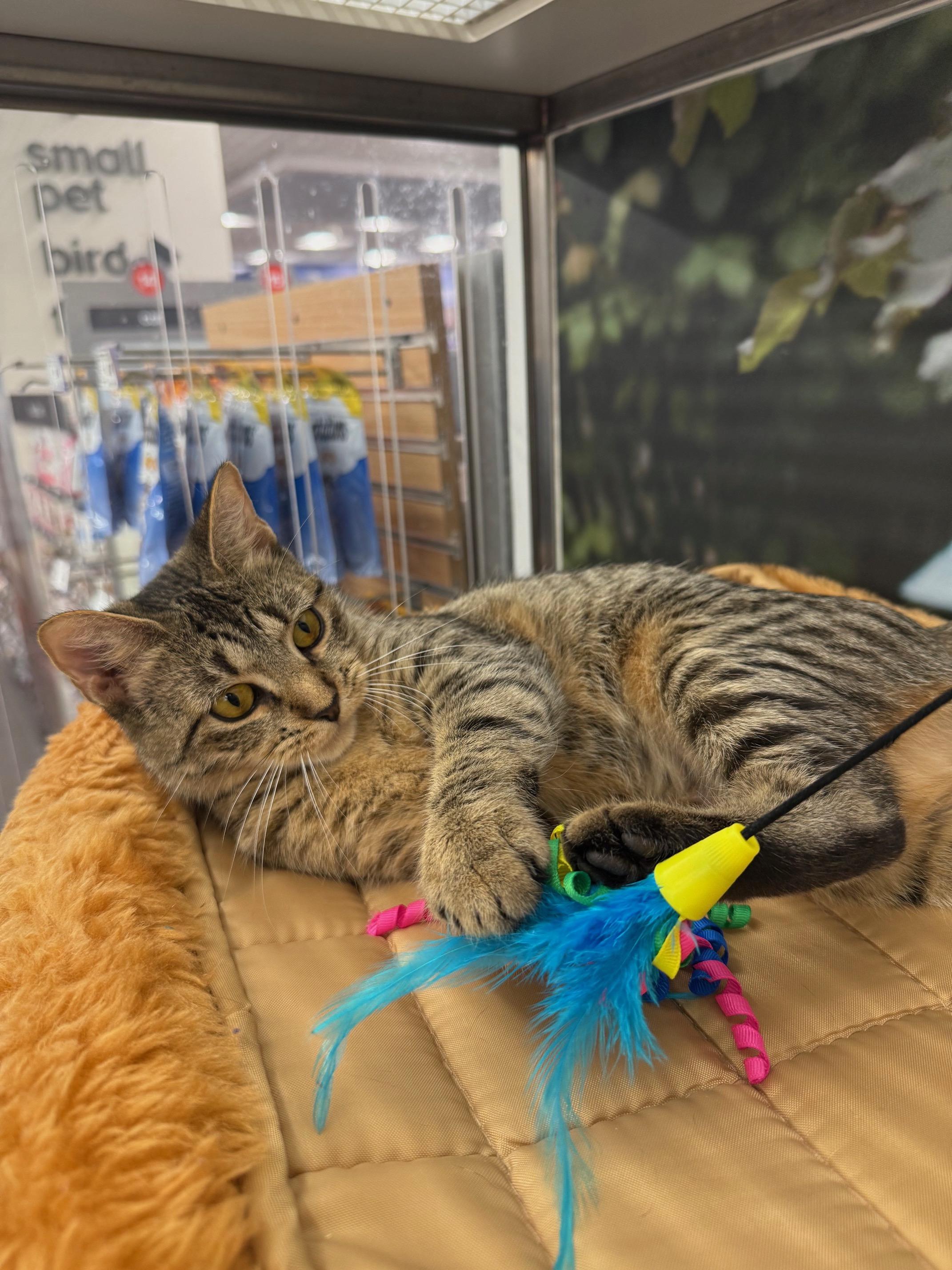 Poppy, a Adoptable Domestic Short Hair in New York, NY image 4/6