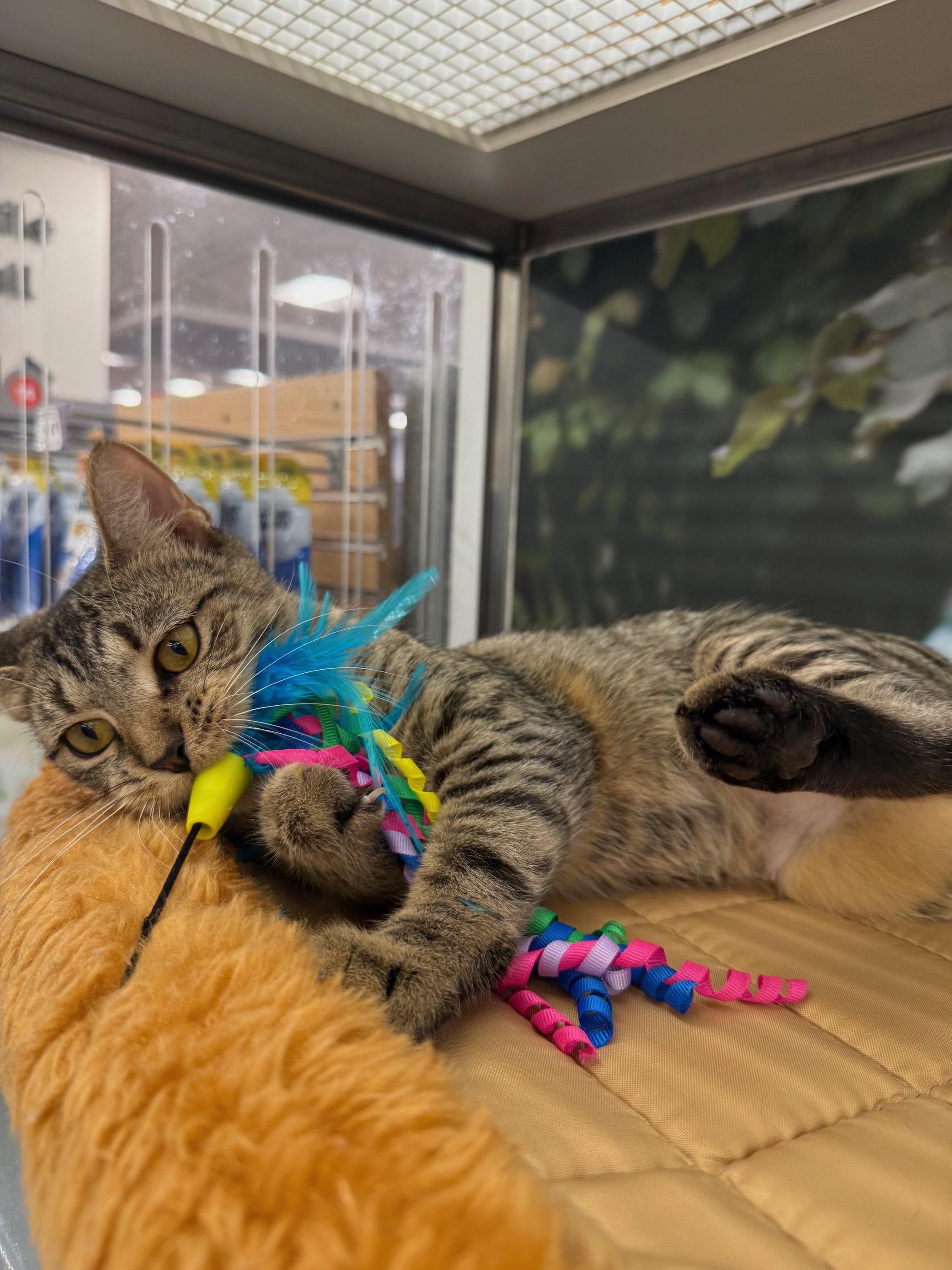 Poppy, a Adoptable Domestic Short Hair in New York, NY image 5/6