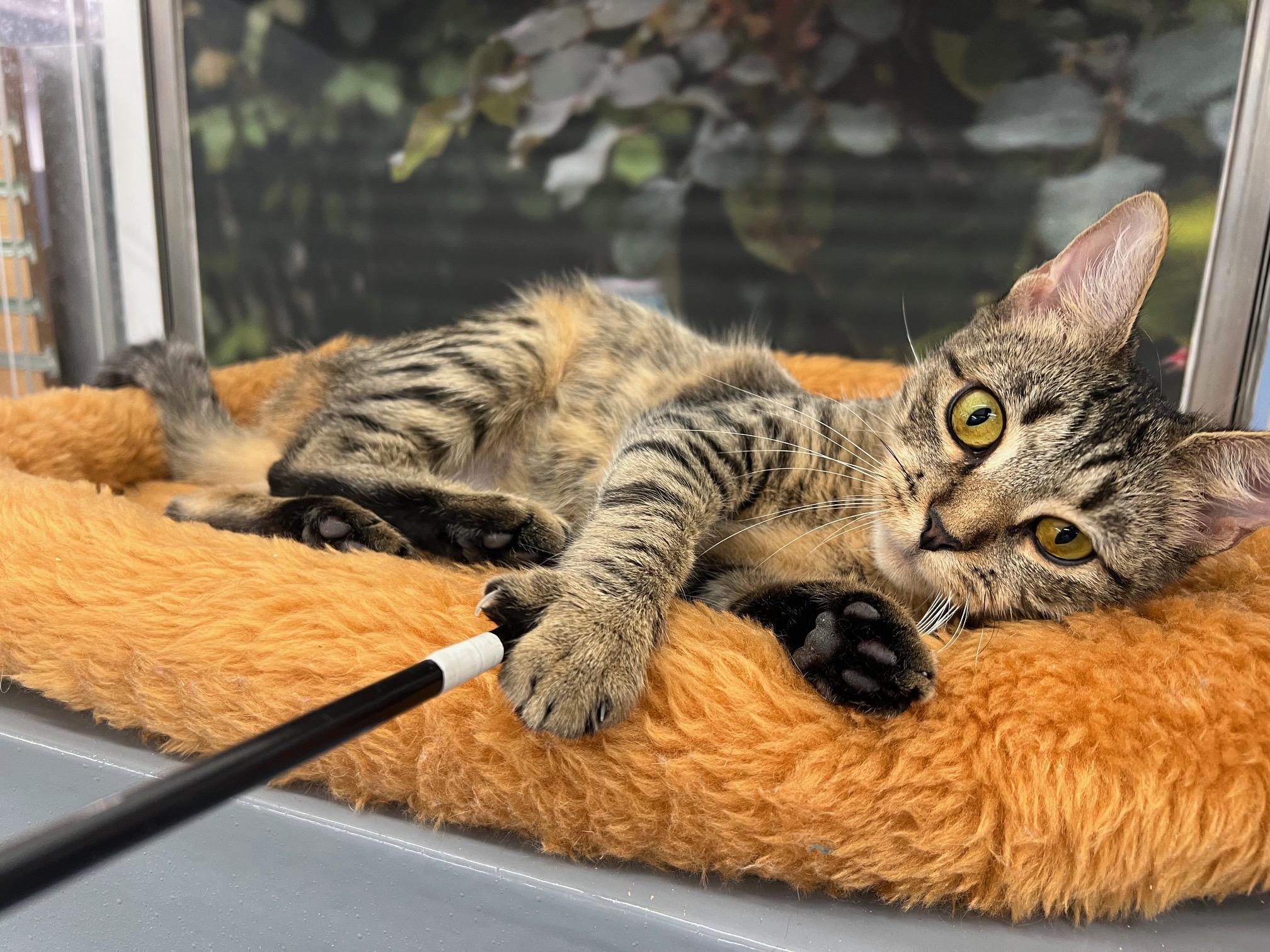 Poppy, a Adoptable Domestic Short Hair in New York, NY image 6/6