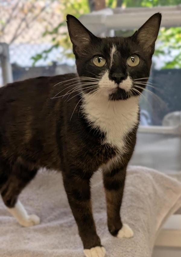Enlarge Lark, a Adoptable mixed breed in Kelowna, BC image 1/1