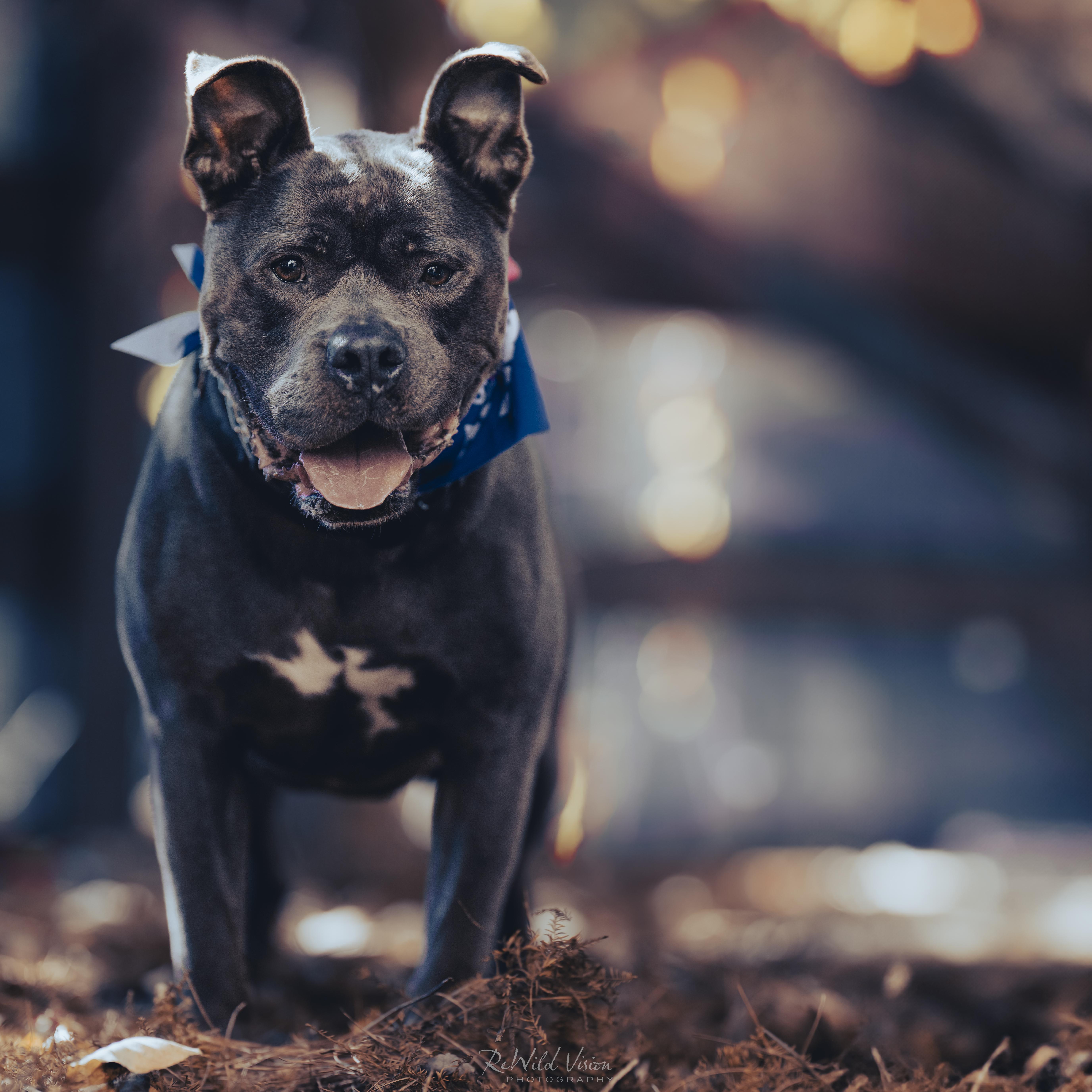 Duke, an adopted Pit Bull Terrier in Roswell, GA image 3/5