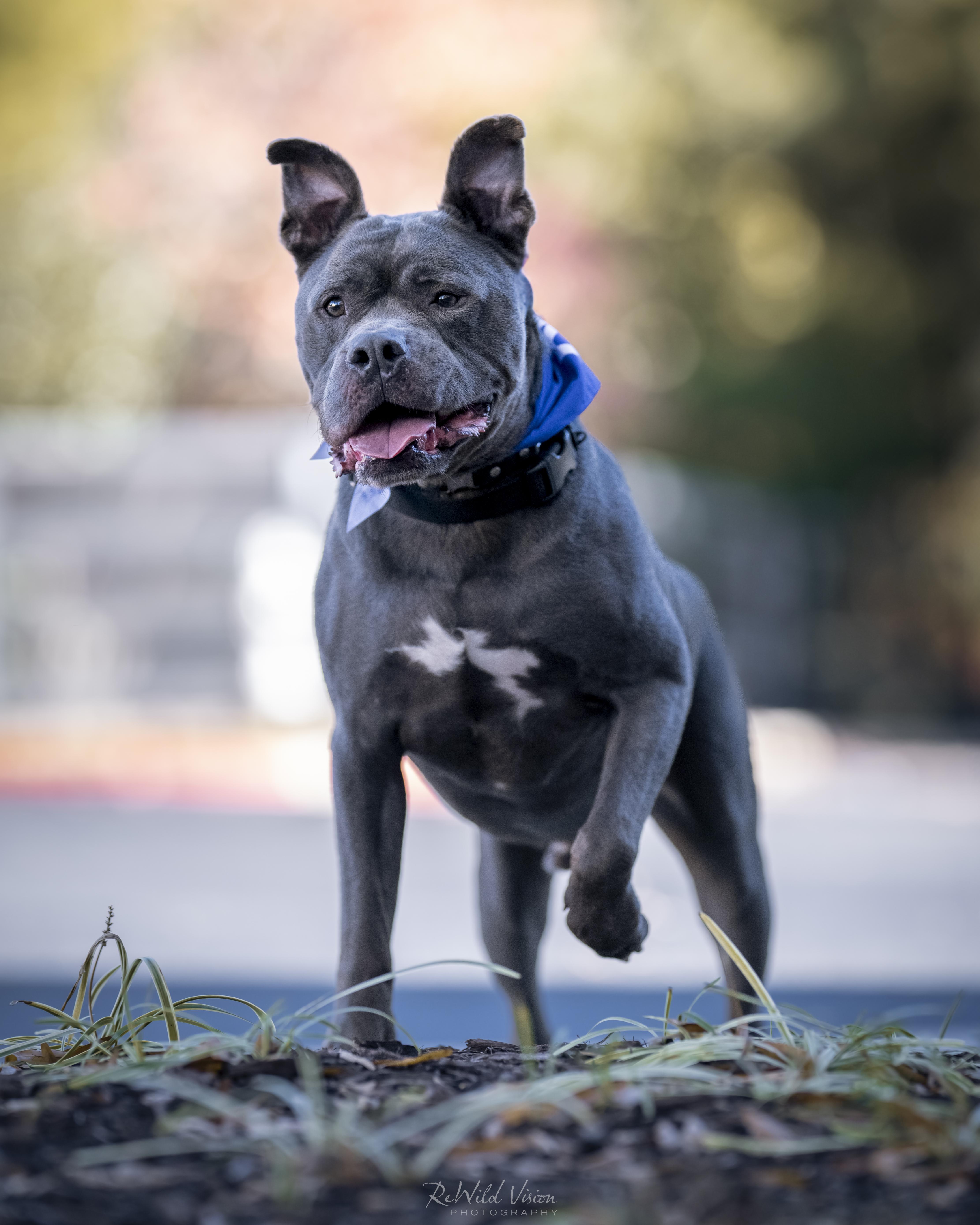 Duke, an adopted Pit Bull Terrier in Roswell, GA image 1/5