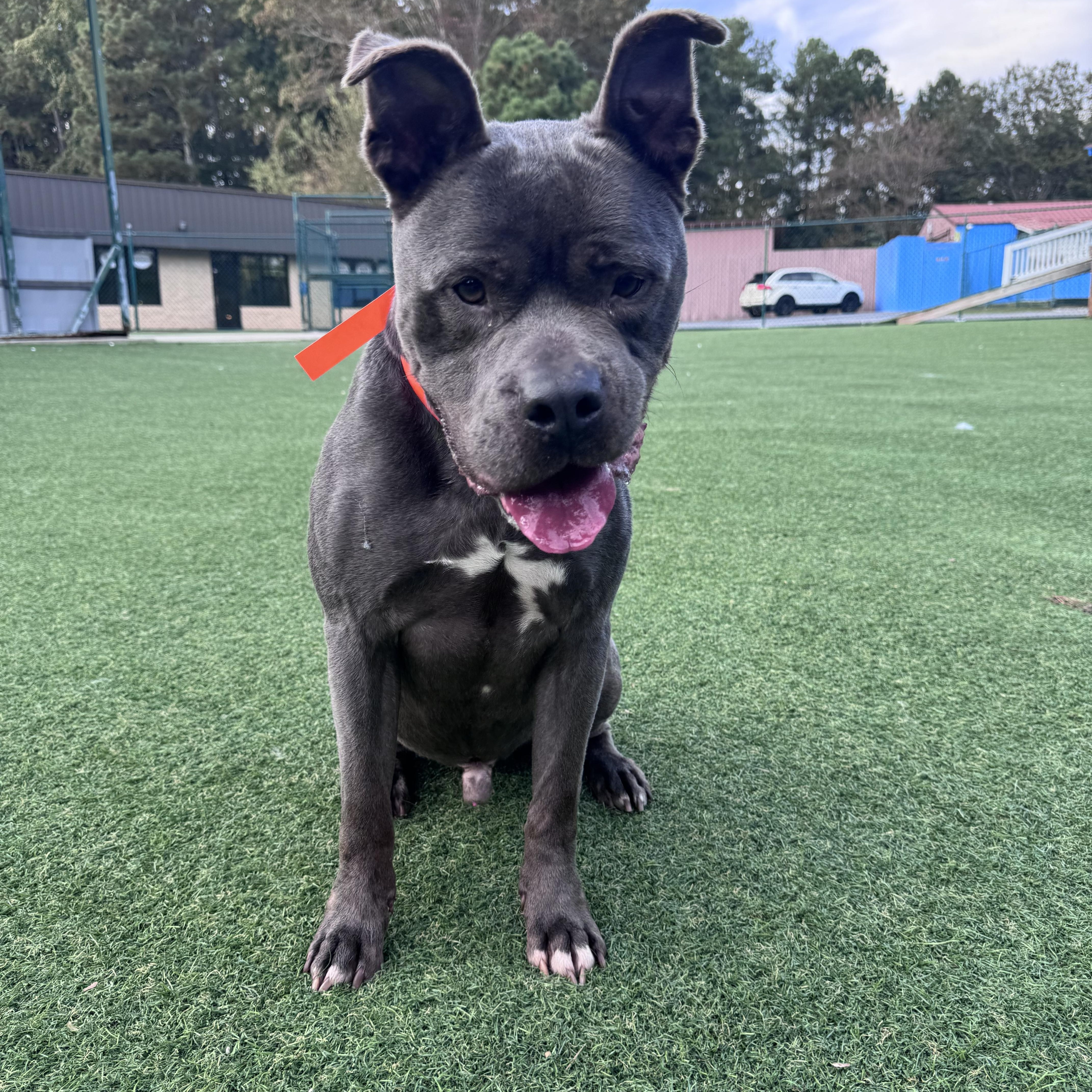 Duke, an adopted Pit Bull Terrier in Roswell, GA image 5/5
