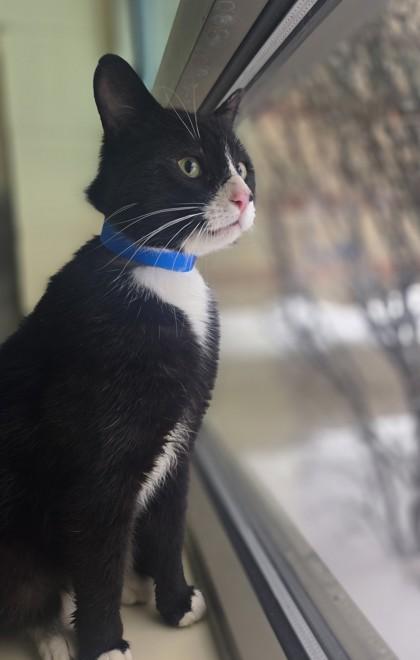 Al, Adoptable, Adult Male Domestic Short Hair & Domestic Short Hair.