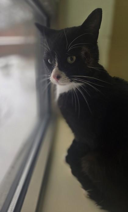 Enlarge Al, a Adoptable mixed breed in Westland, MI image 2/2