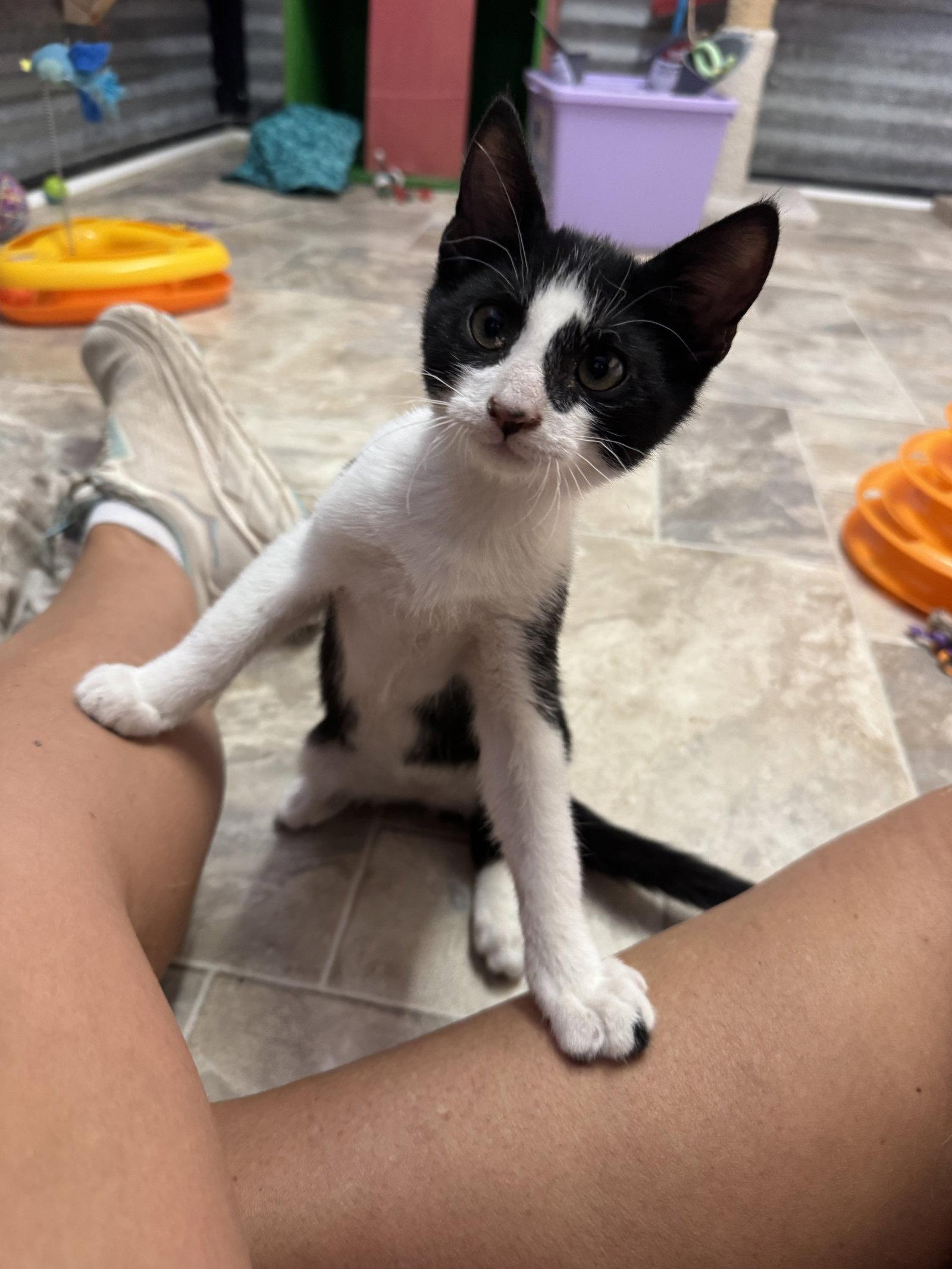 Tiny Tim, Adoptable, Kitten Male Domestic Short Hair.