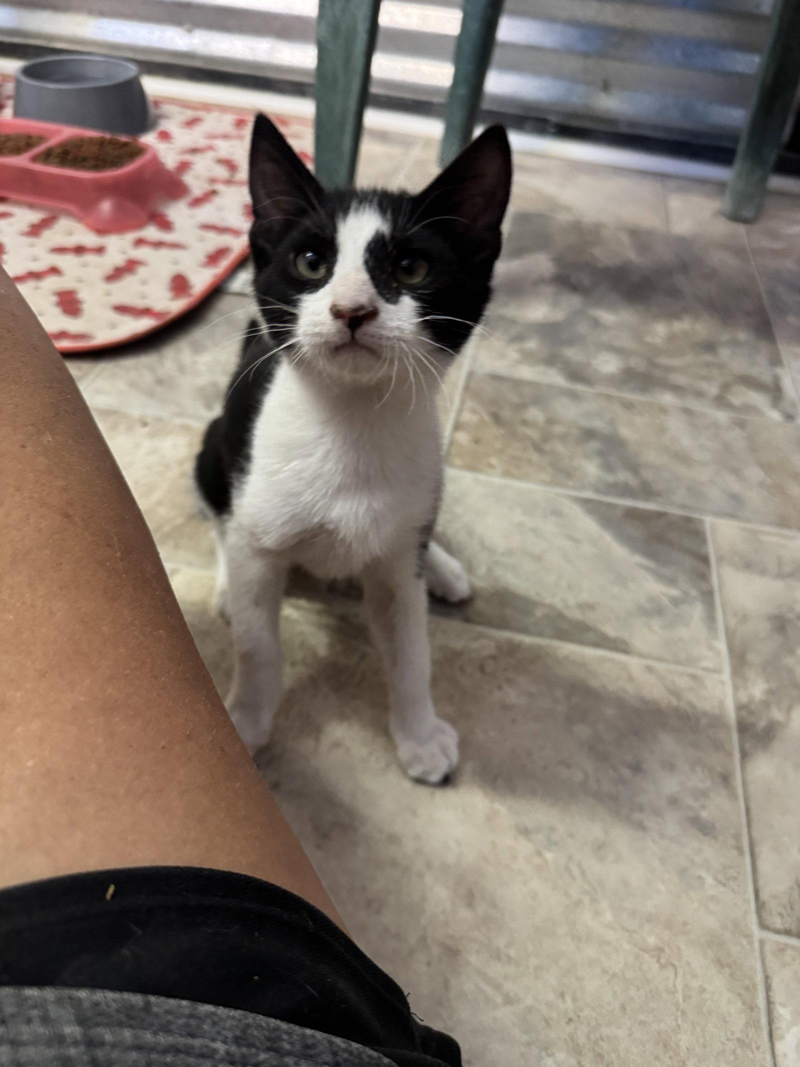 Tiny Tim, a Adoptable Domestic Short Hair in Williamsburg, NM image 2/3