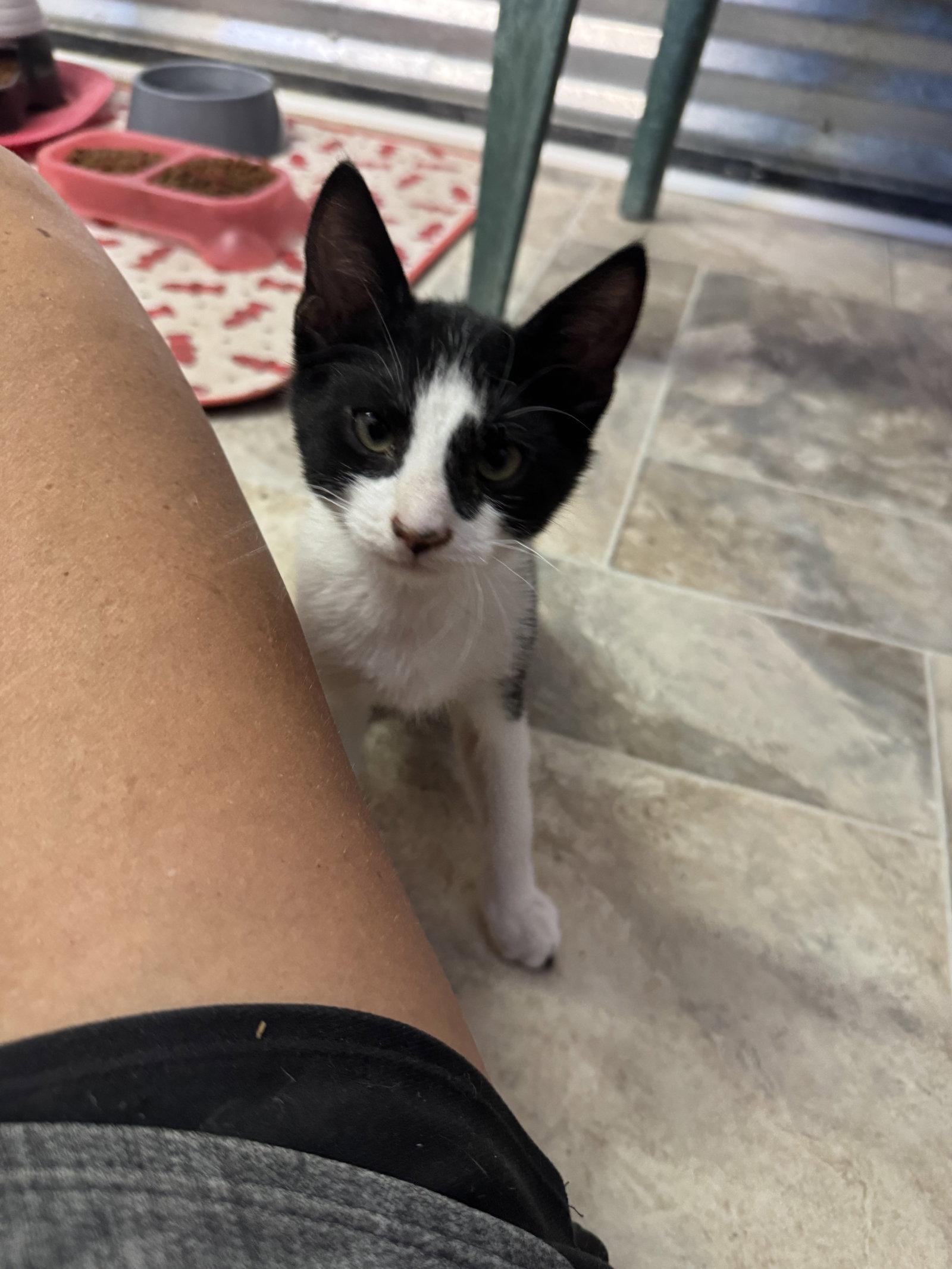 Tiny Tim, a Adoptable Domestic Short Hair in Williamsburg, NM image 3/3