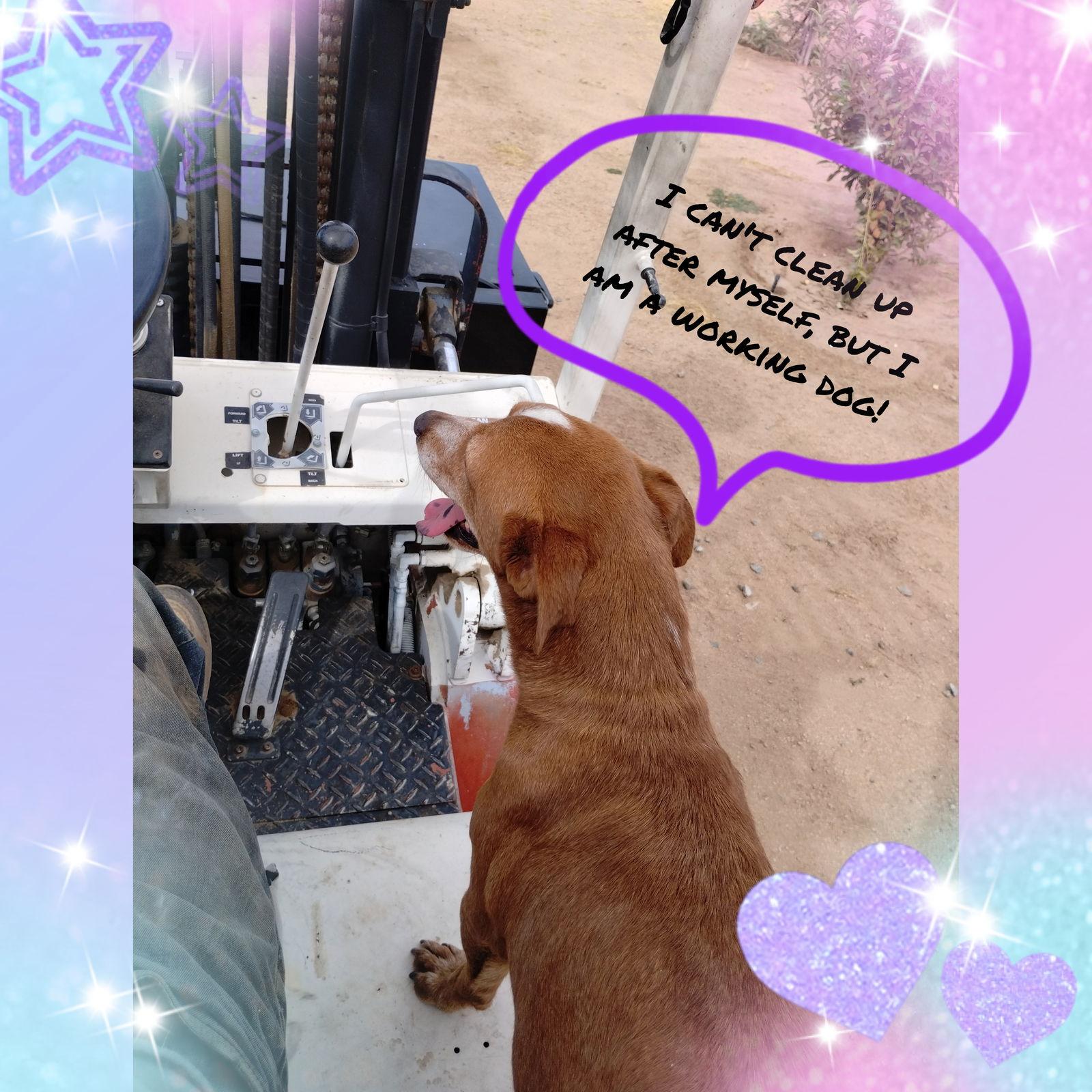 Marty-ADOPTED 5/9/27, Adopted, Adult Male Beagle & Dachshund.