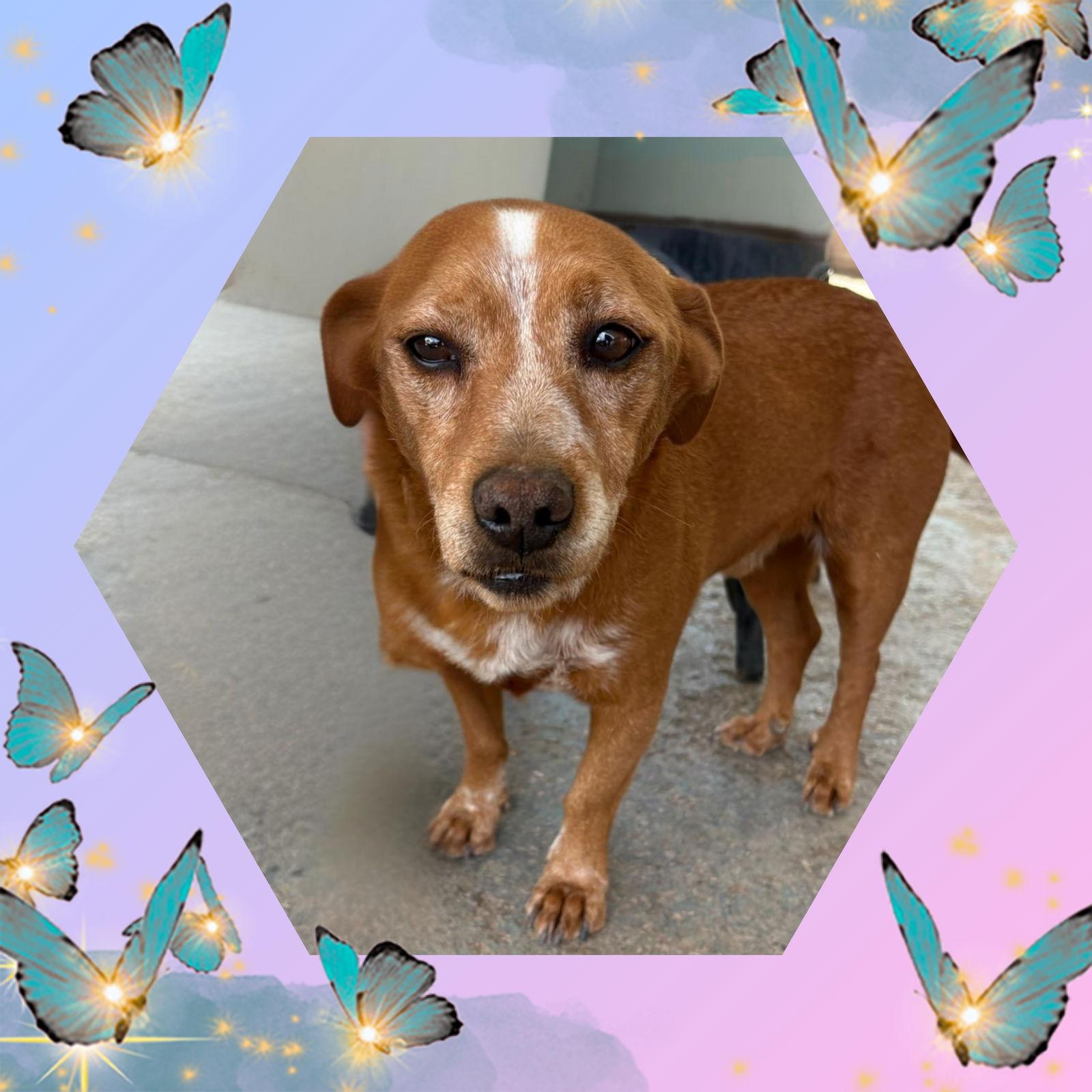 Marty-ADOPTED 5/9/27, a Adopted mixed breed in Apple Valley, CA image 2/2