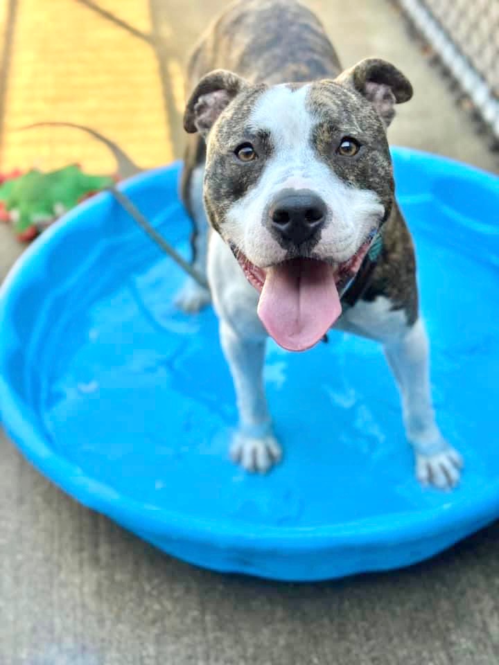 Luigi, Adult Male Pit Bull Terrier